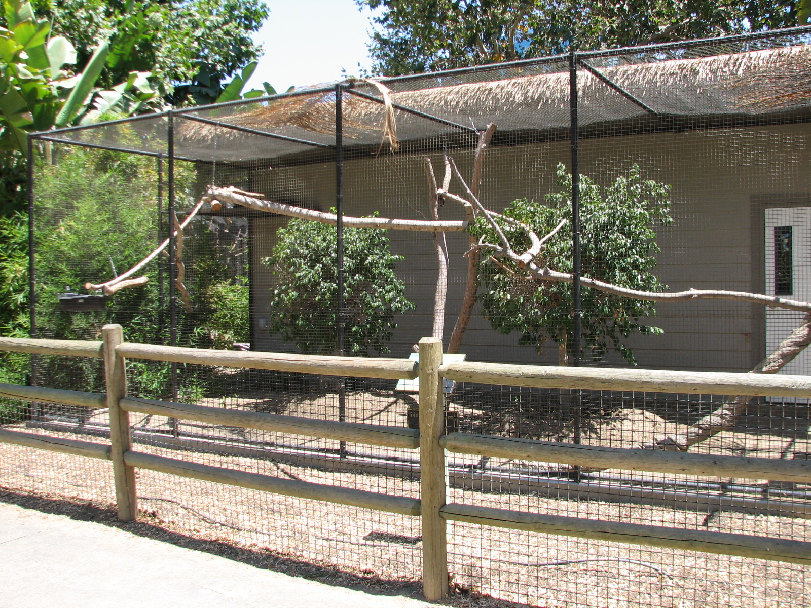 Binturong Exhibit