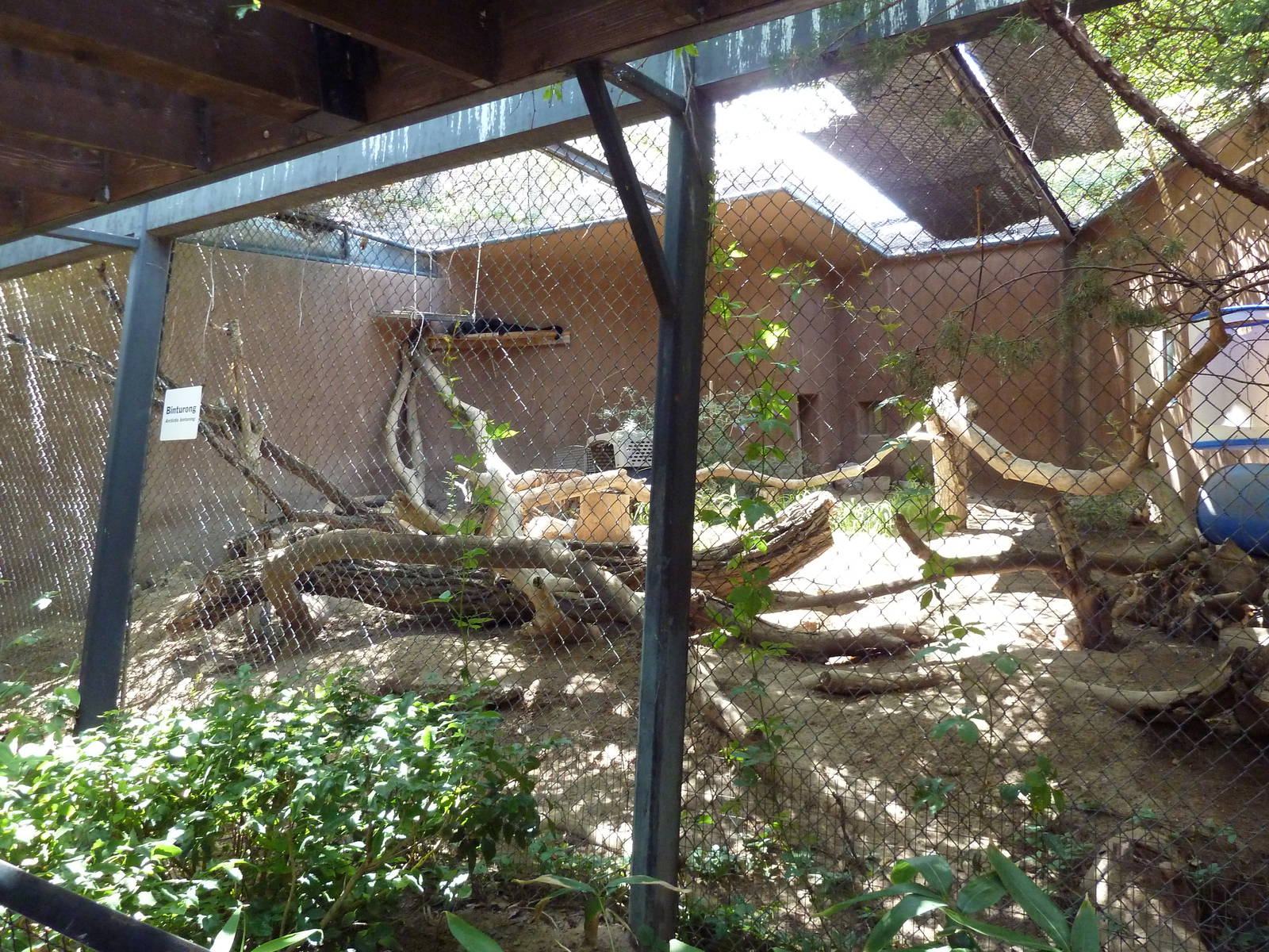 Binturong Exhibit