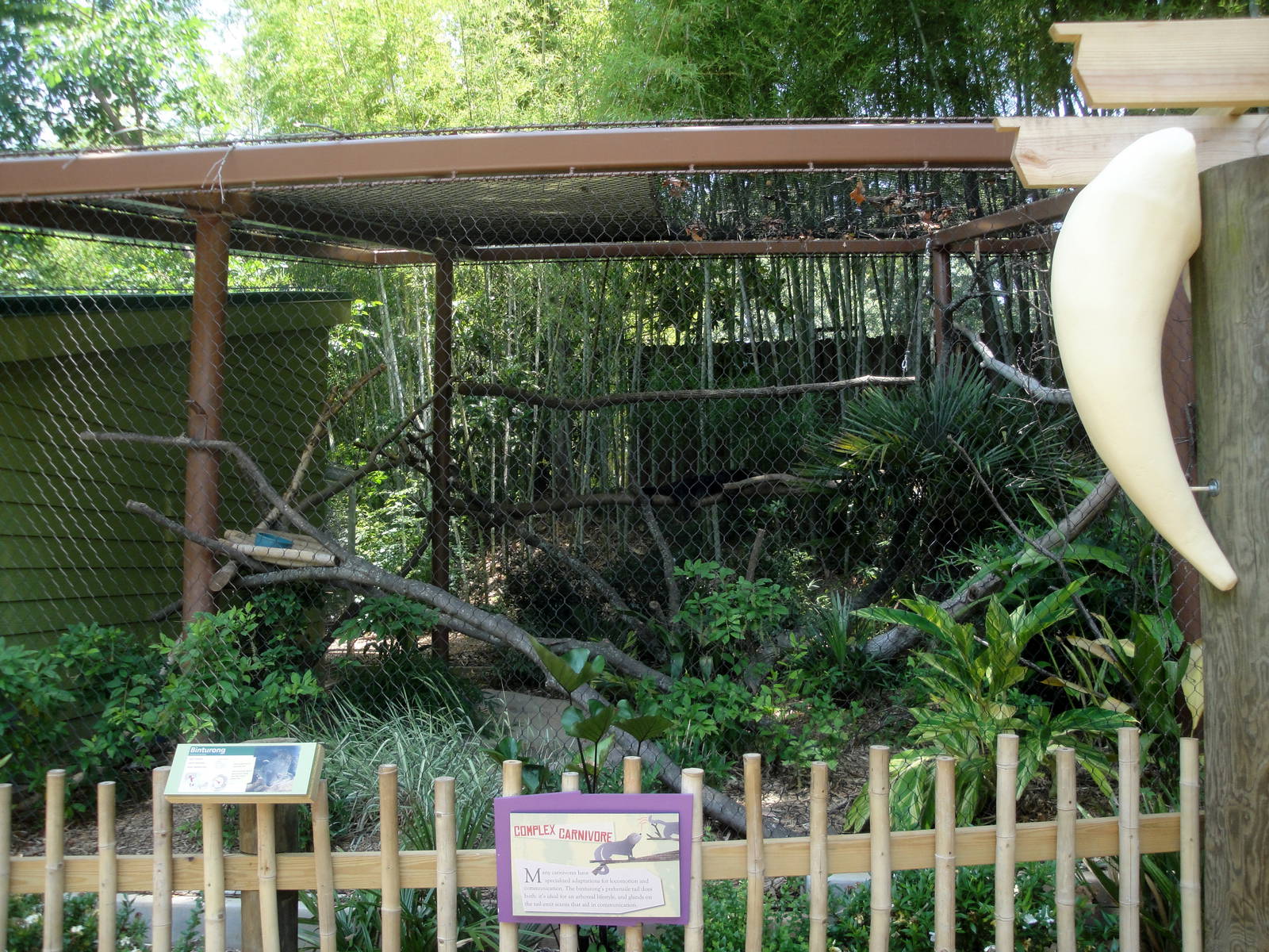 Binturong Exhibit