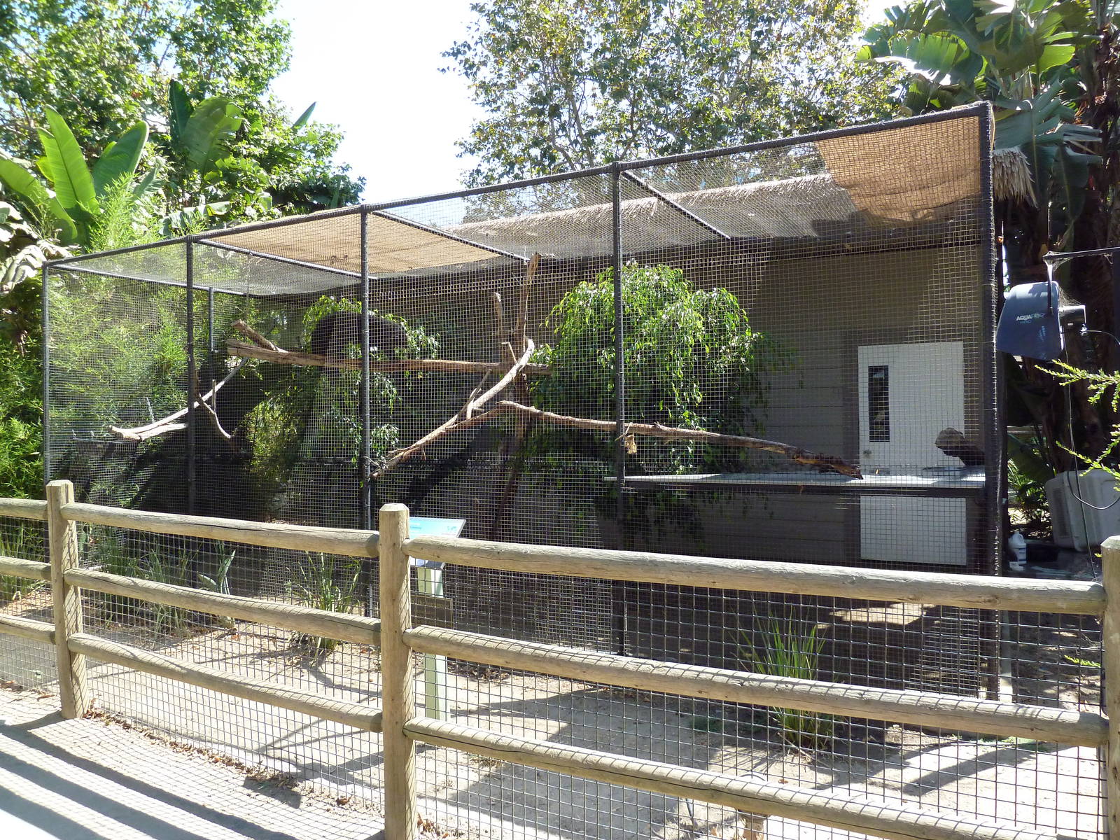 Binturong Exhibit