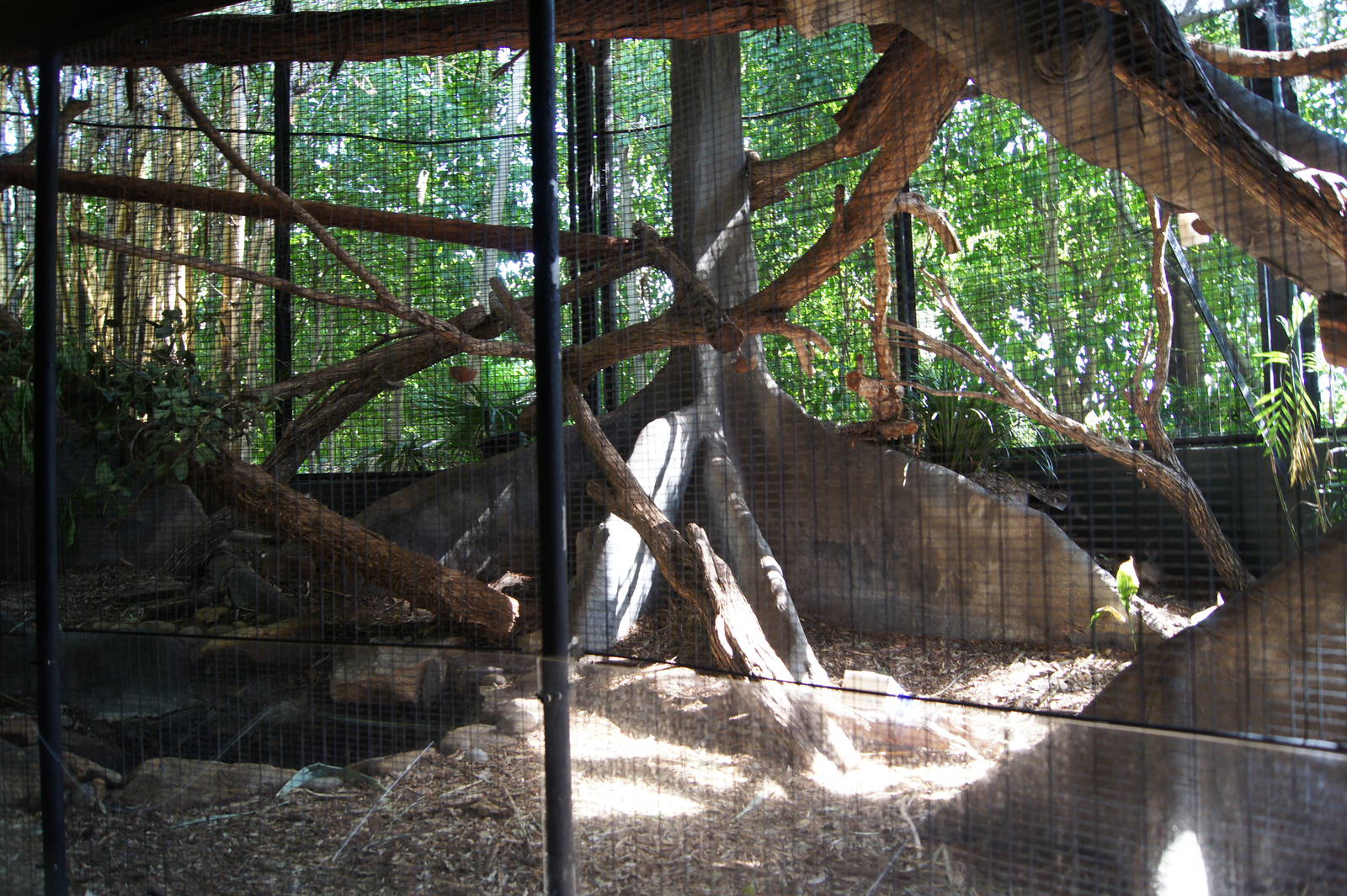Binturong Exhibit