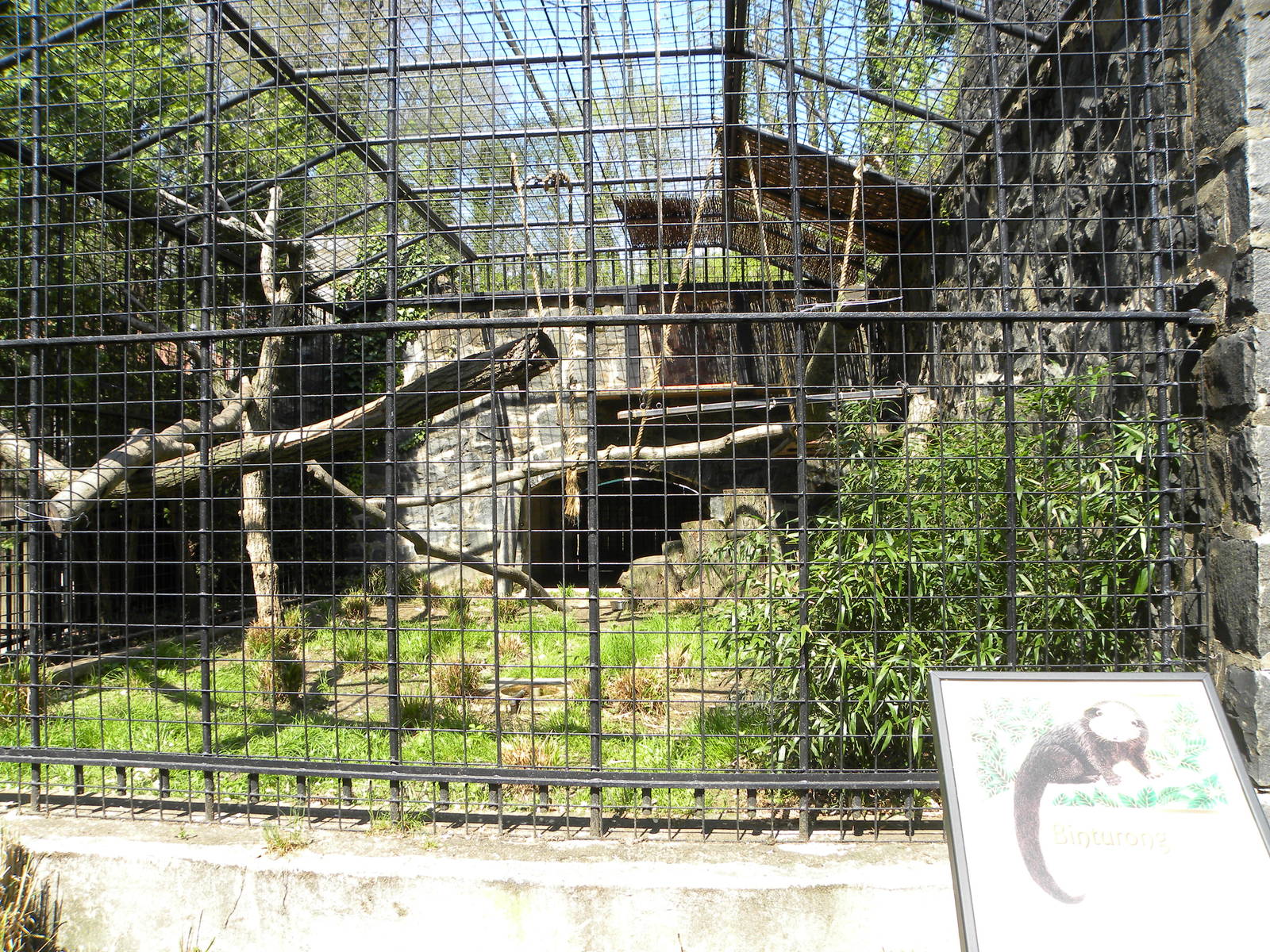 Binturong Exhibit