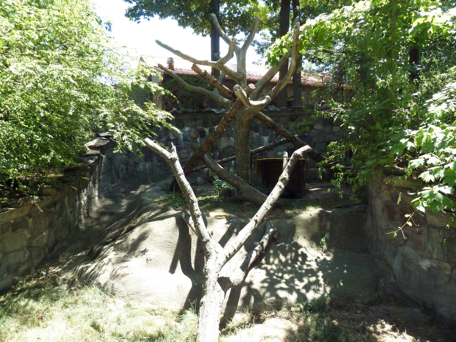 Binturong Exhibit