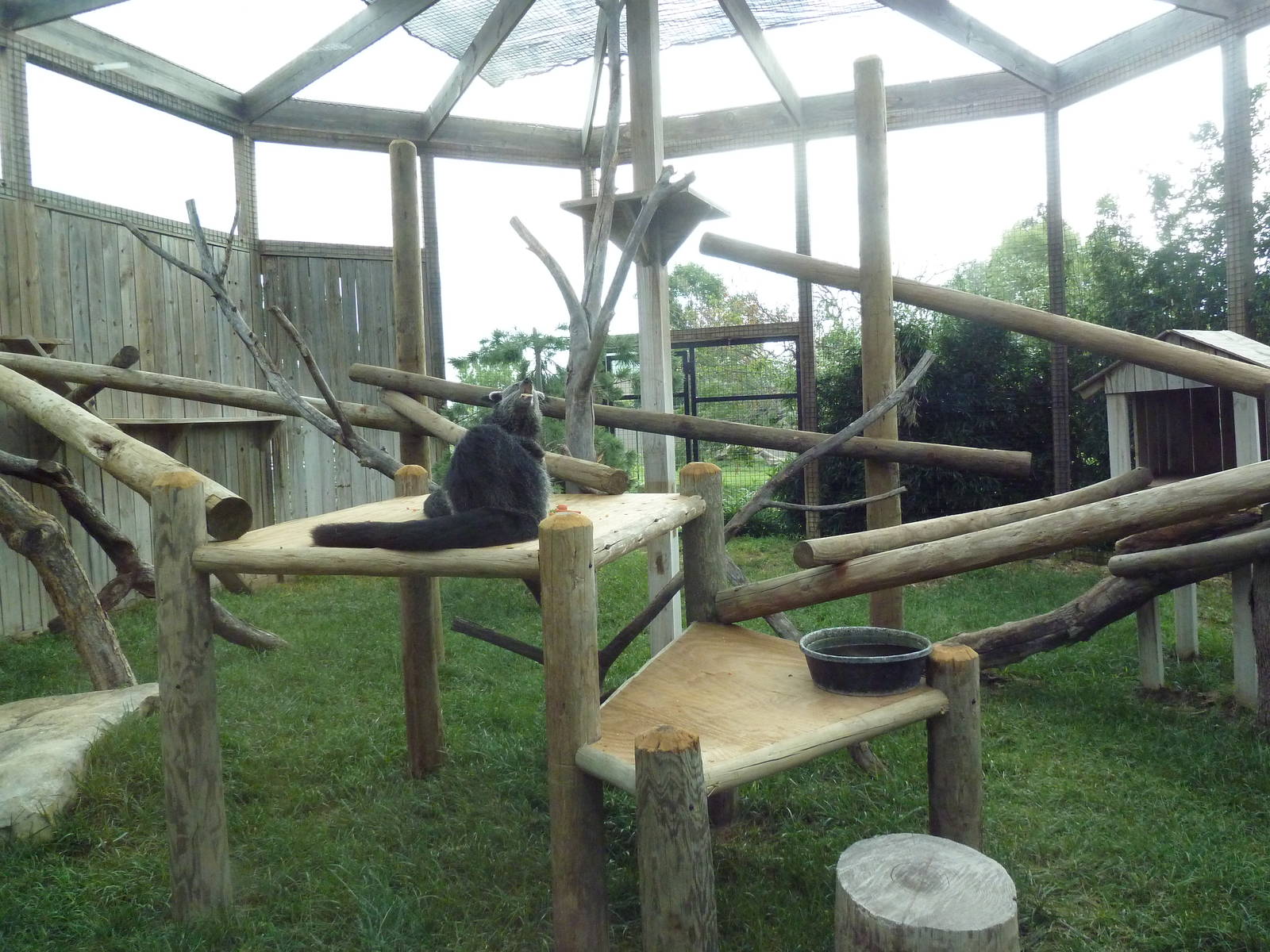 Binturong Exhibit