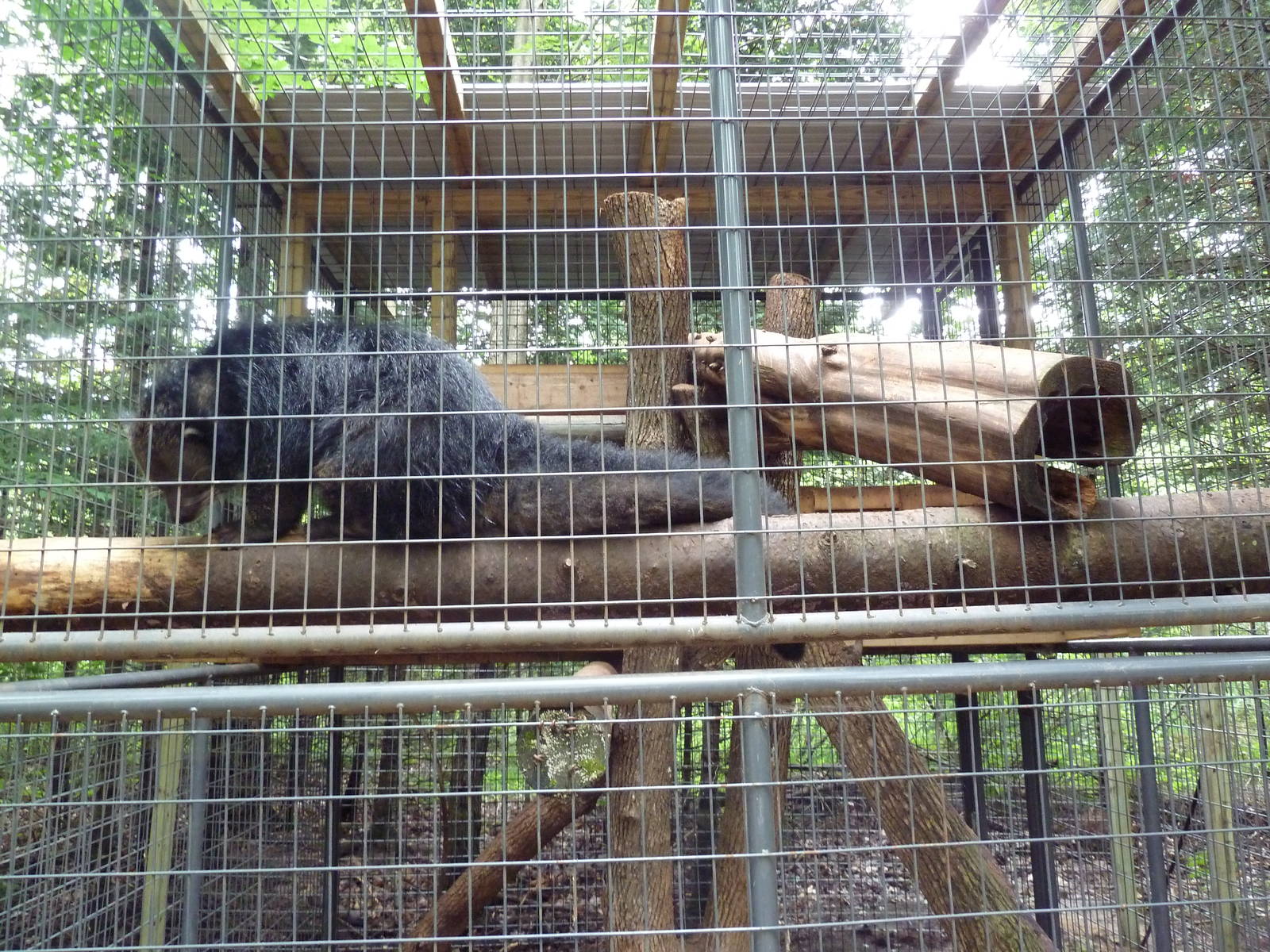 Binturong Exhibit