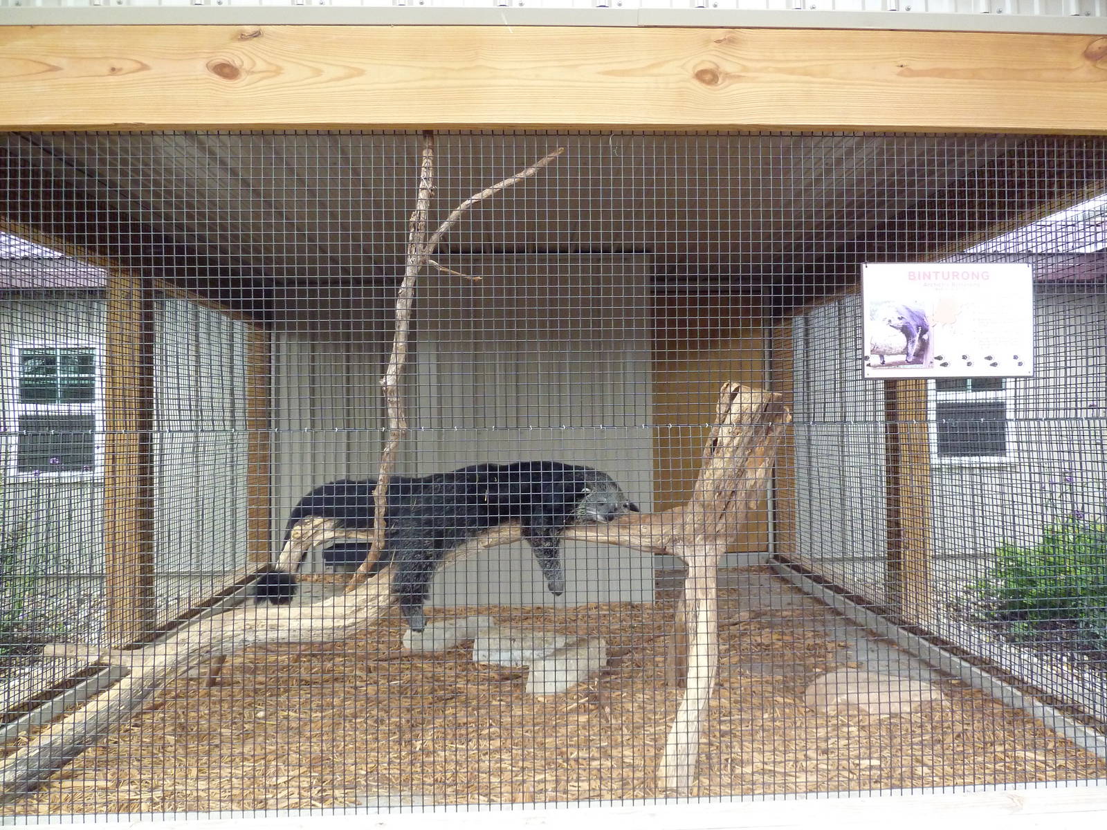 Binturong Exhibit
