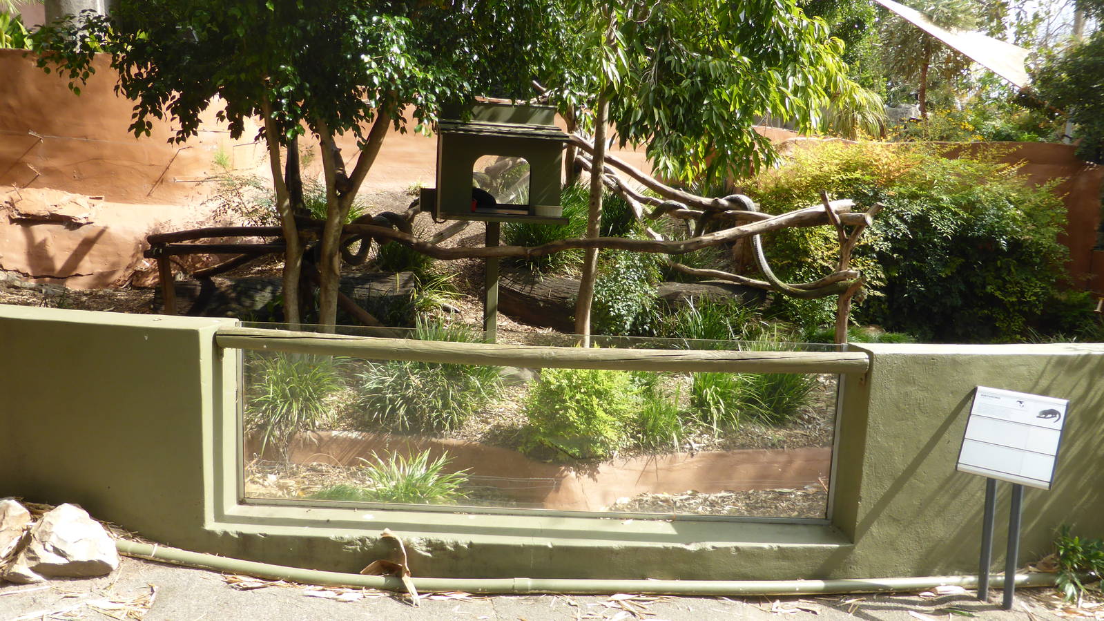 Binturong exhibit