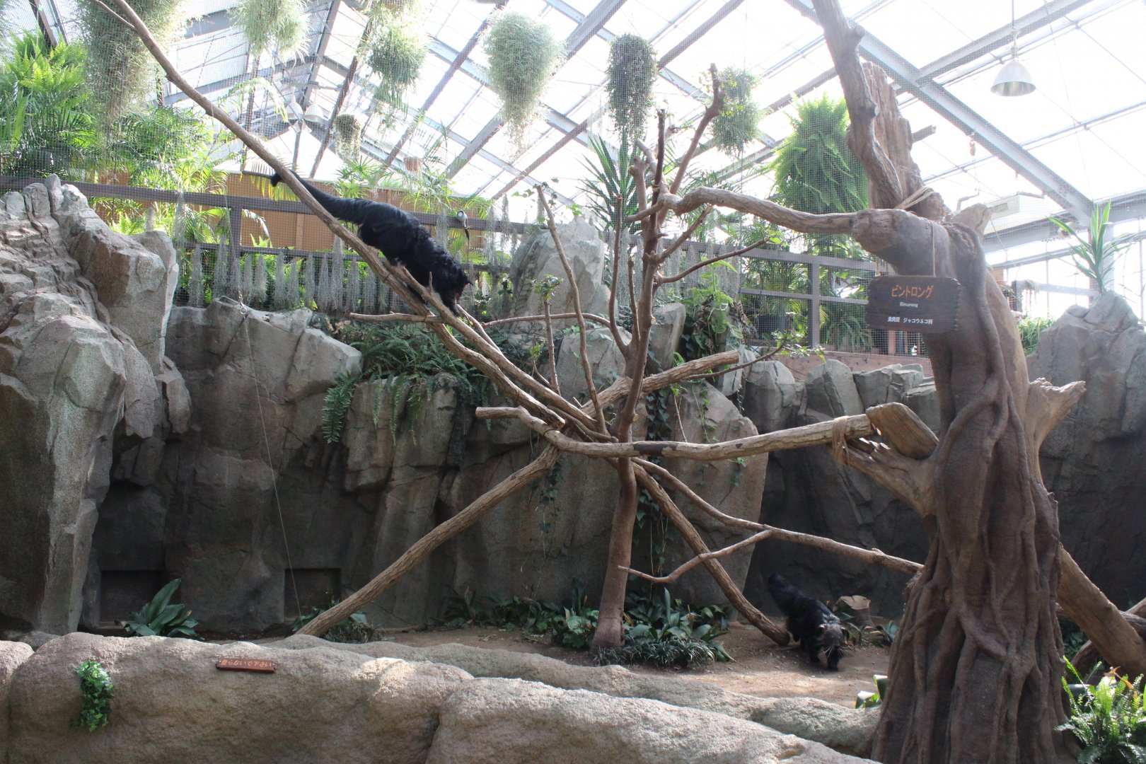 Binturong exhibit