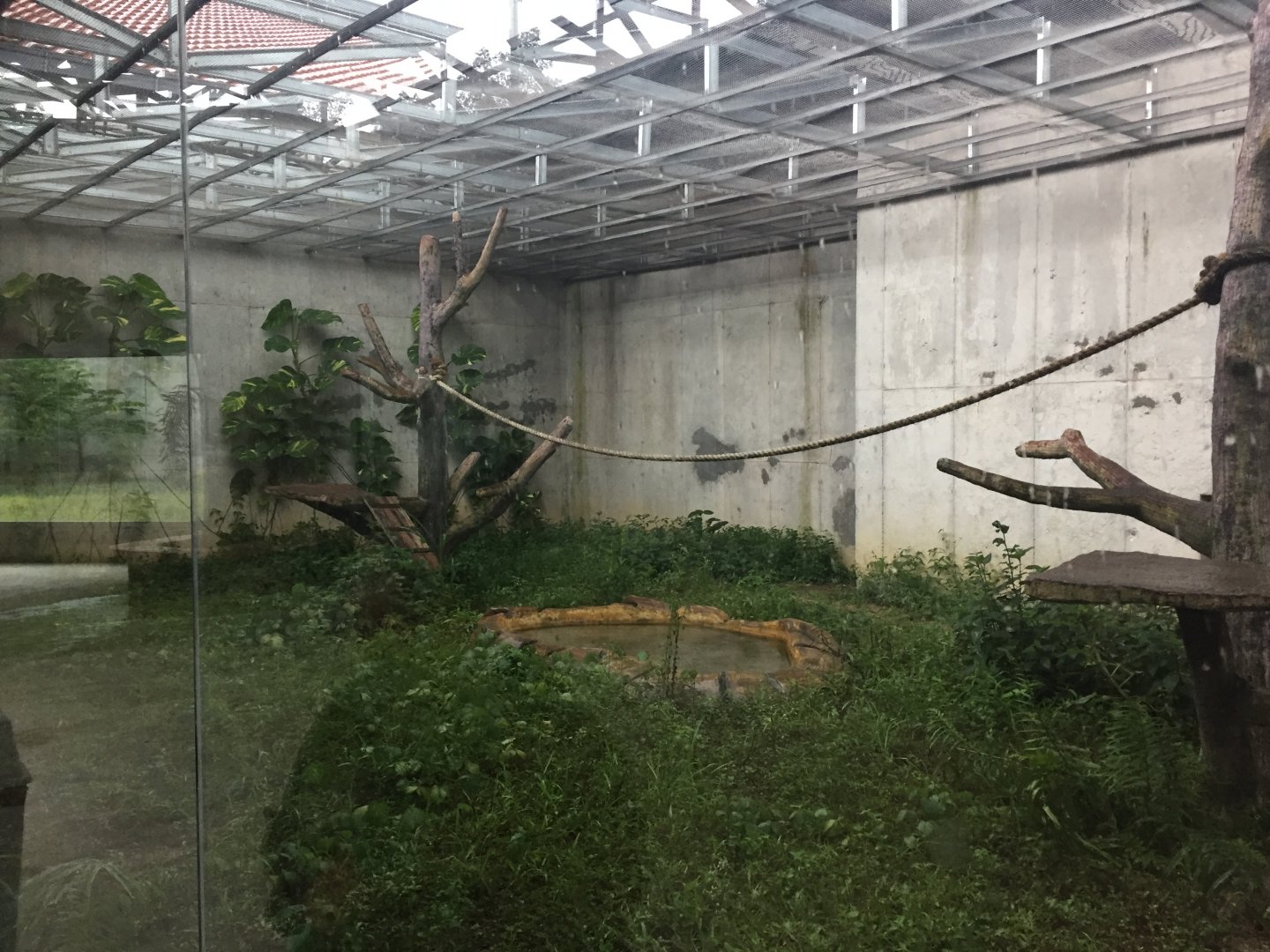 Binturong Exhibit