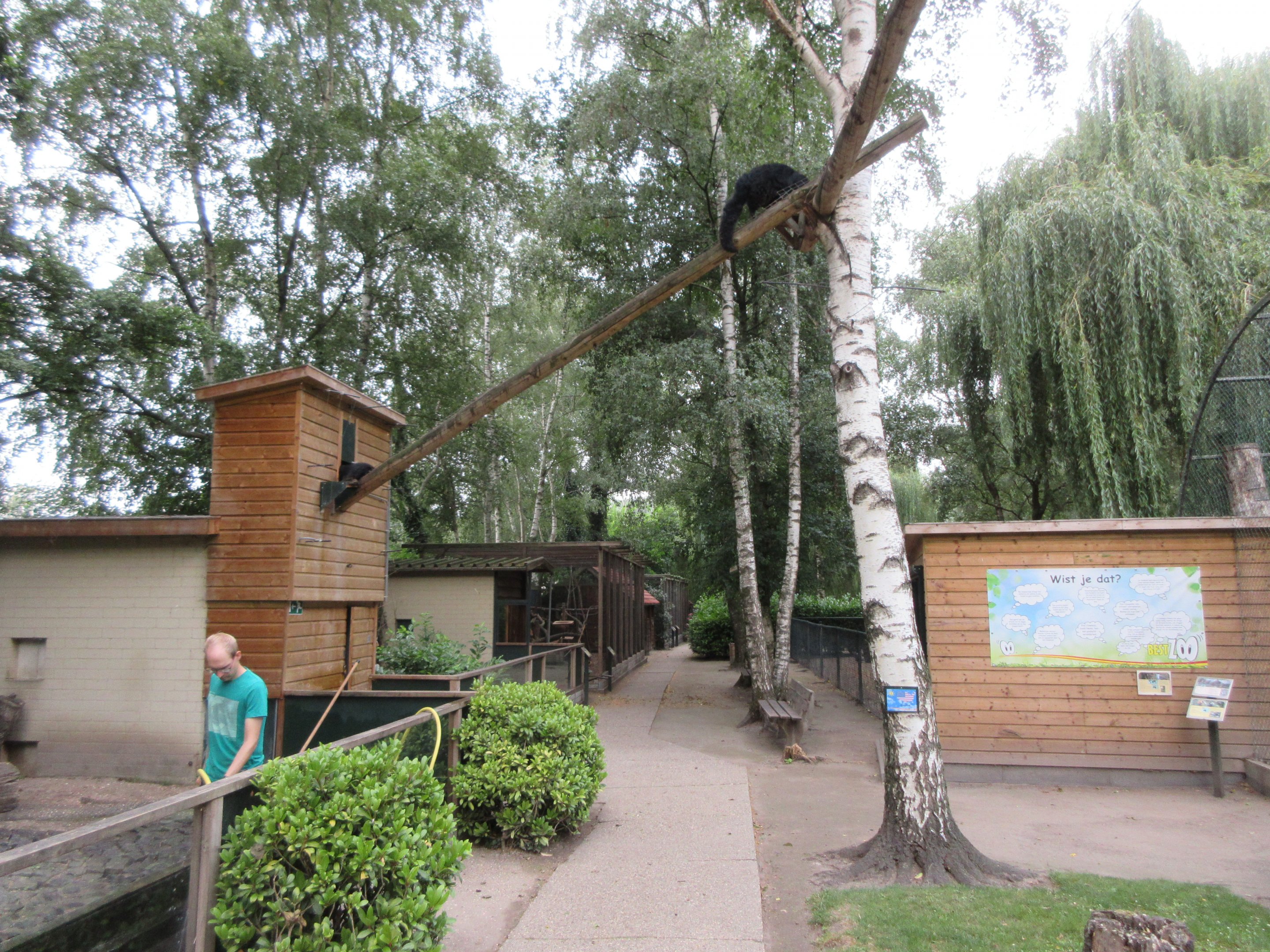 Binturong Exhibit