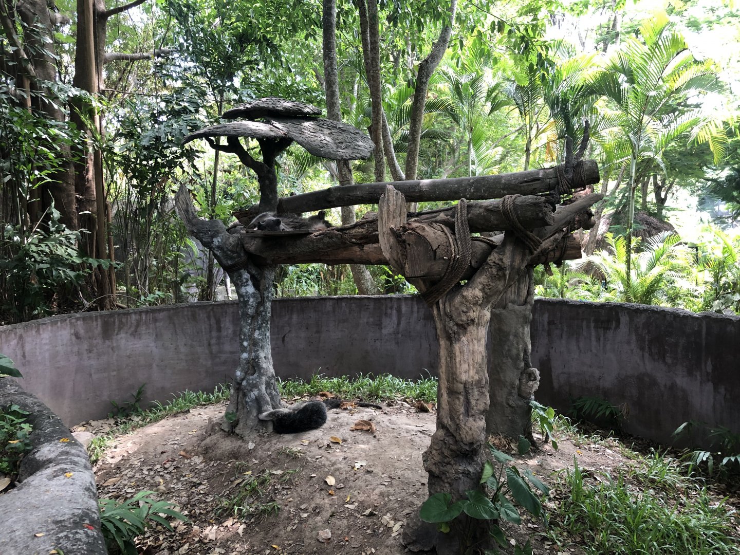 Binturong Exhibit