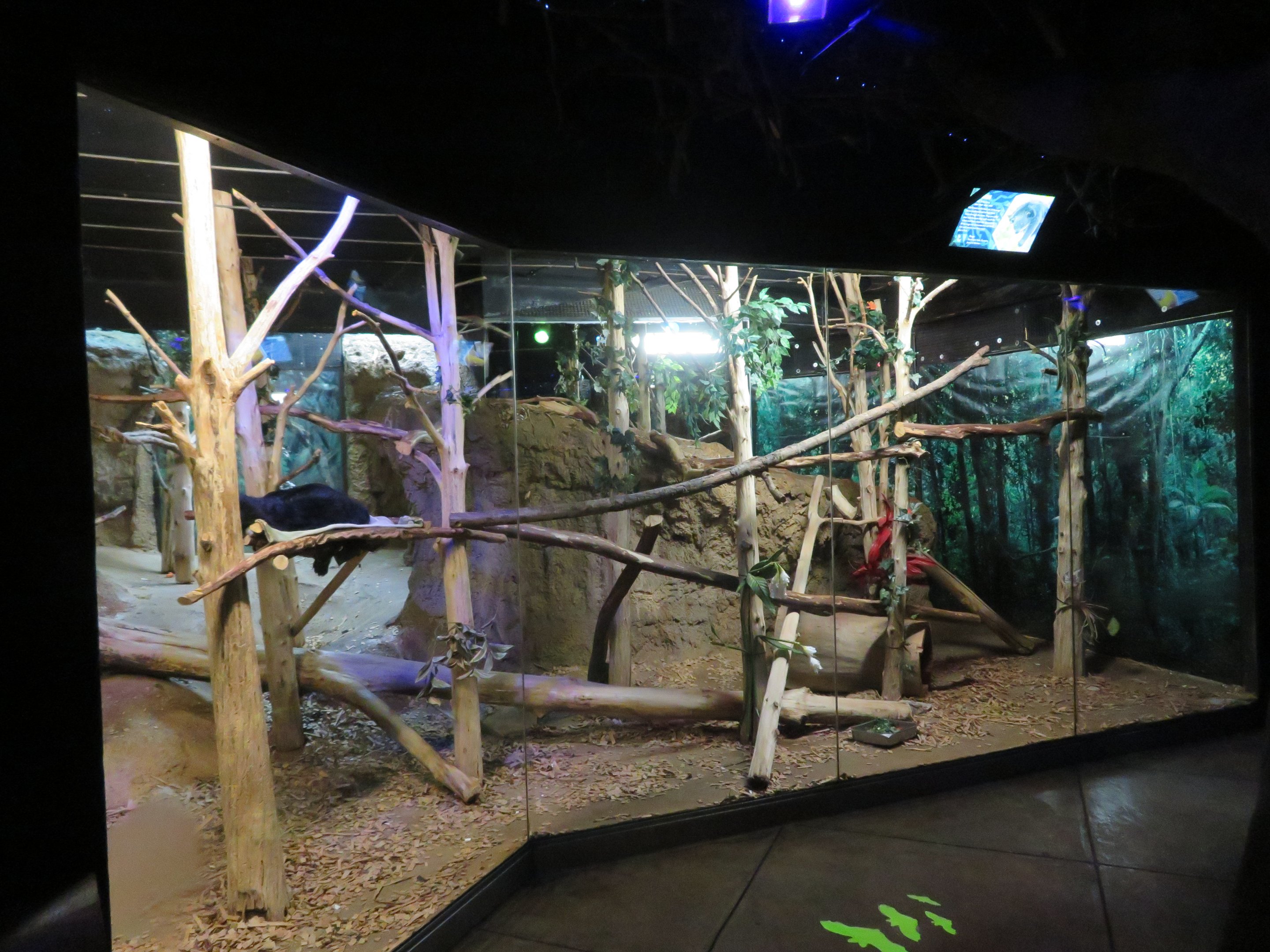 Binturong Exhibit