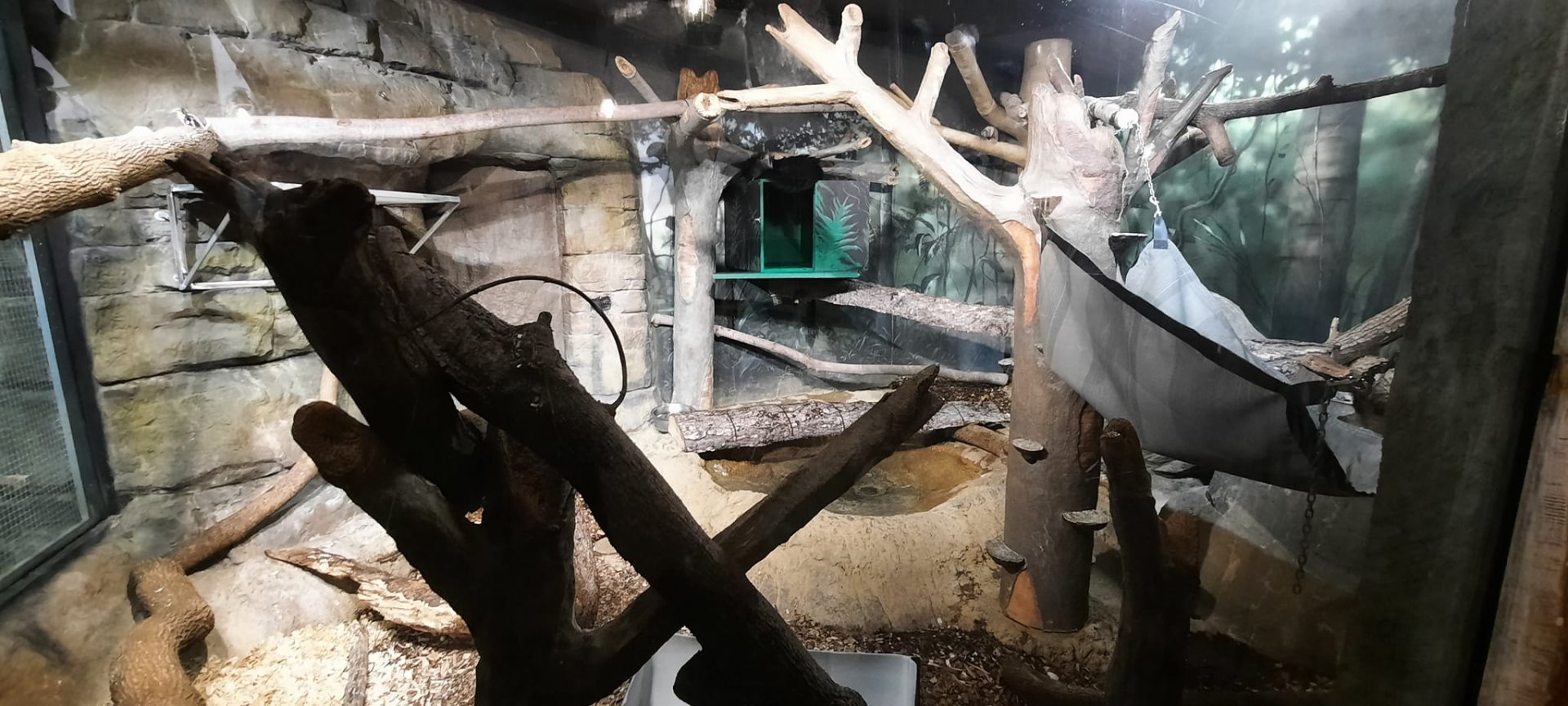 Binturong Exhibit