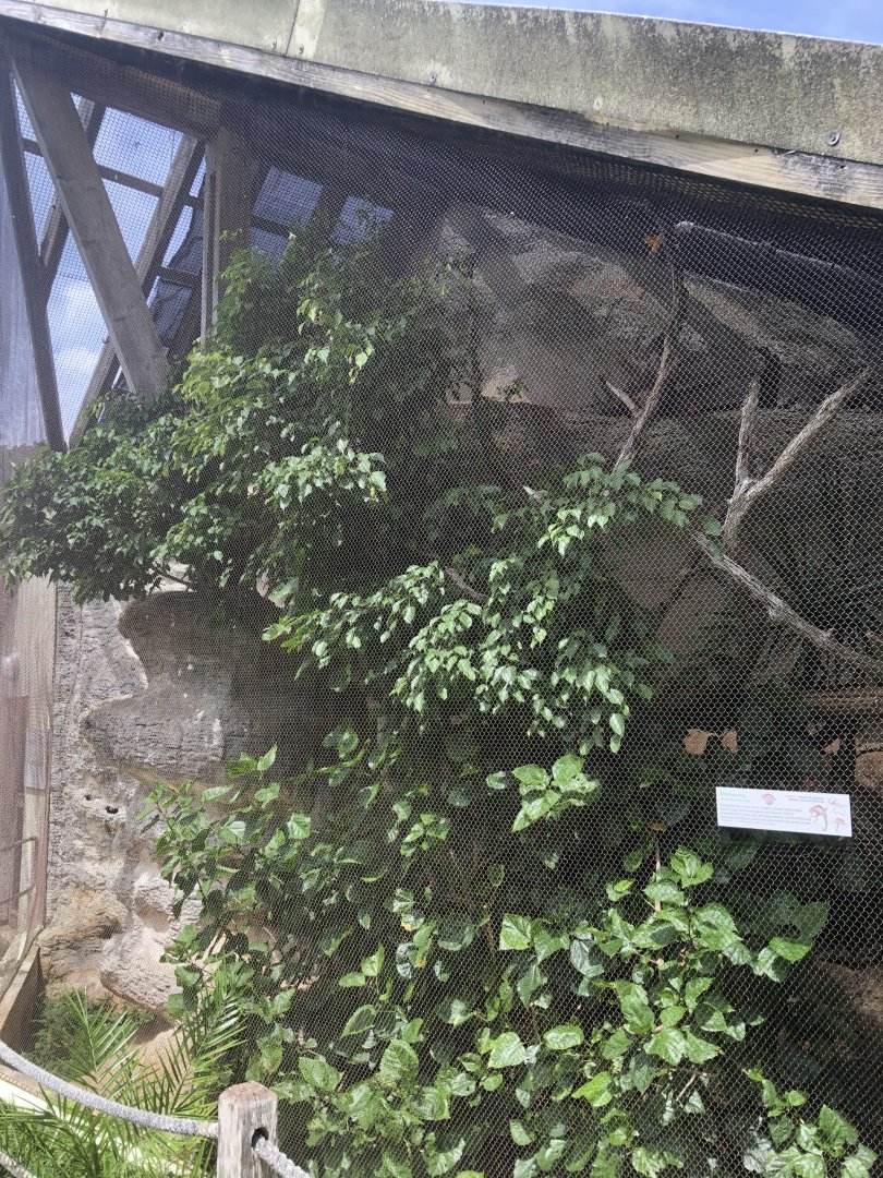 Binturong Exhibit