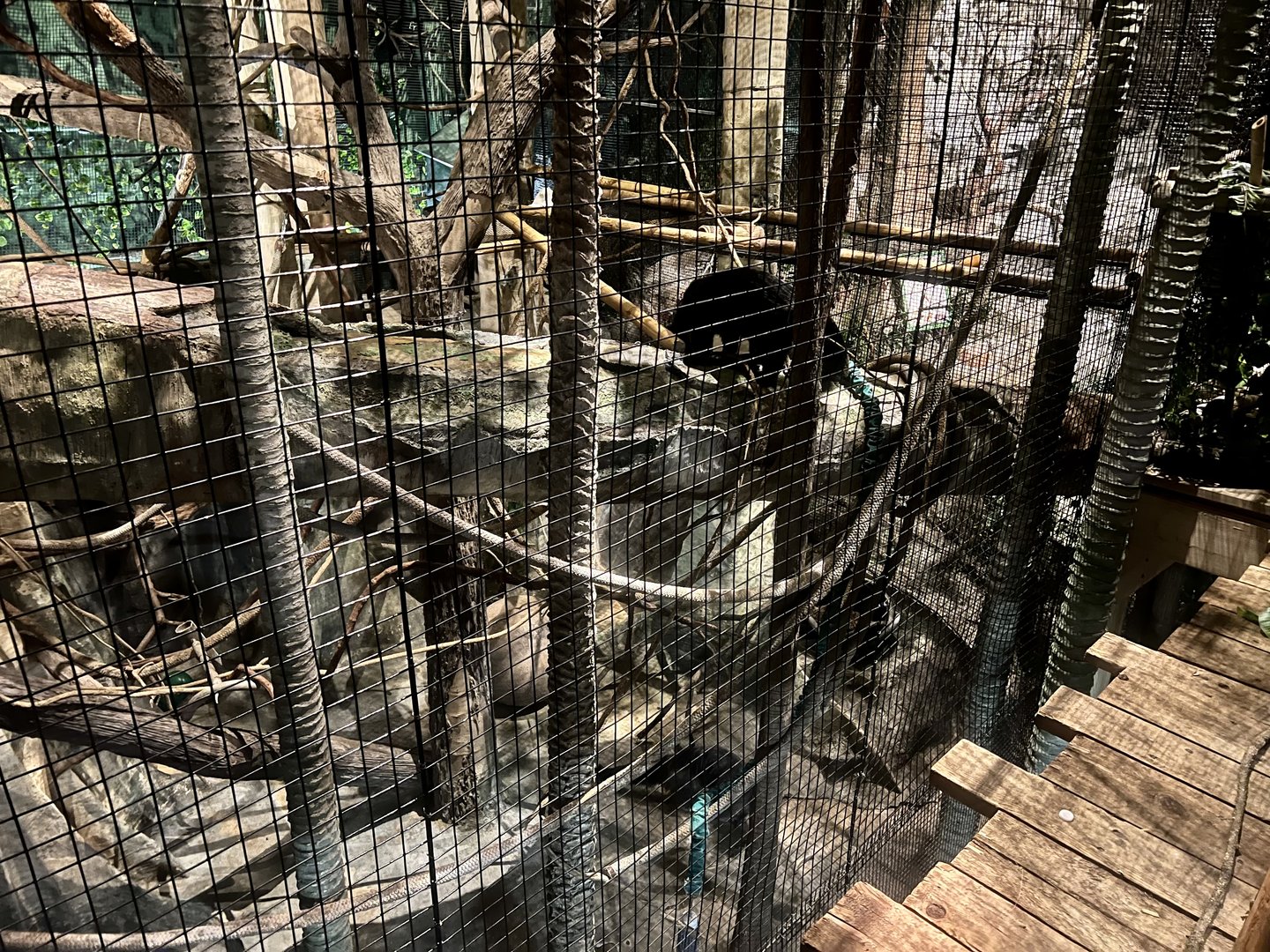 Binturong Exhibit