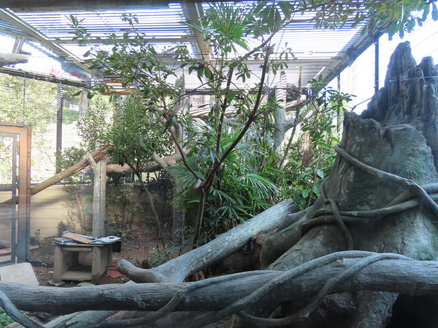 Binturong exhibit