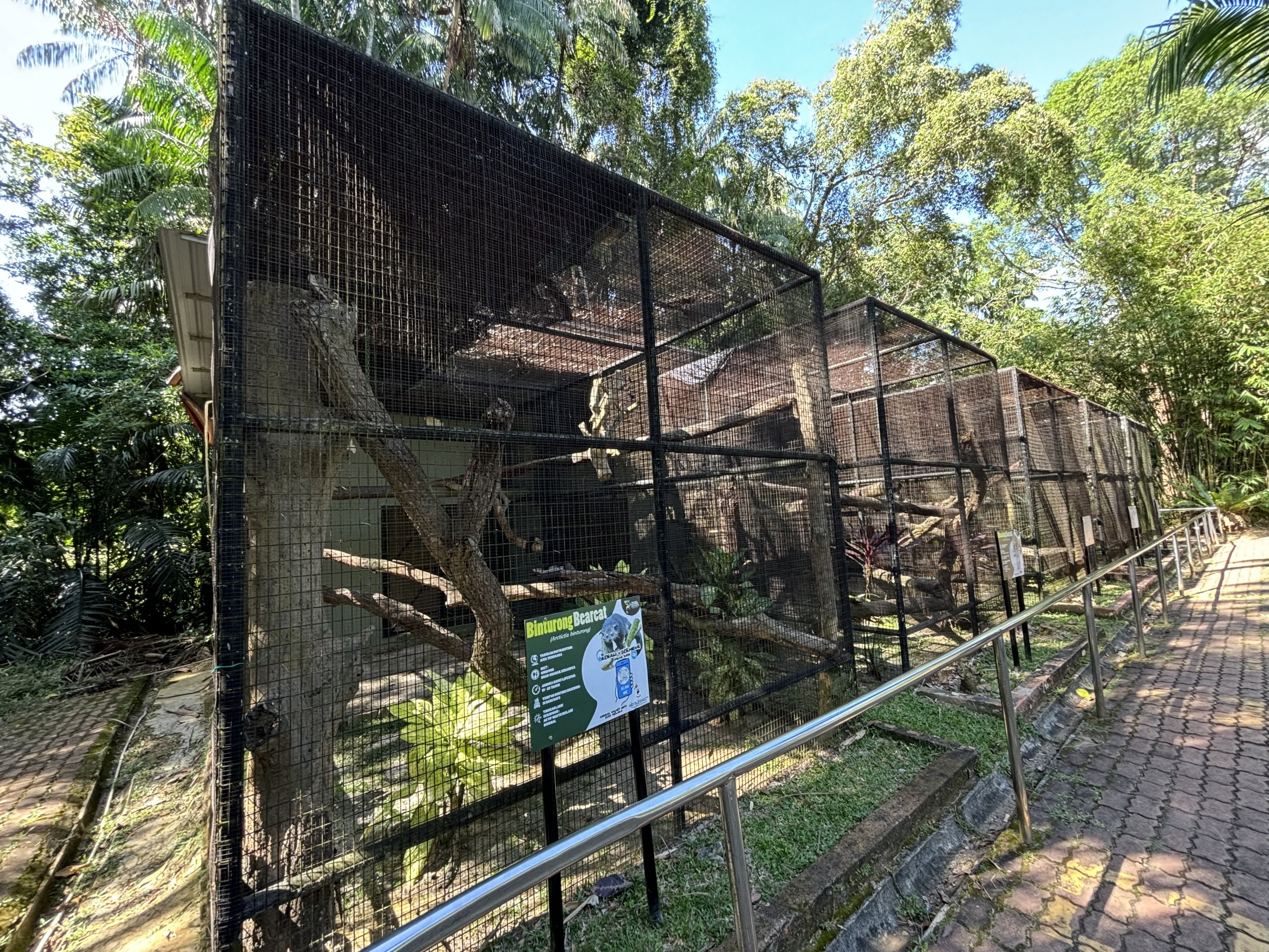 Binturong Exhibit