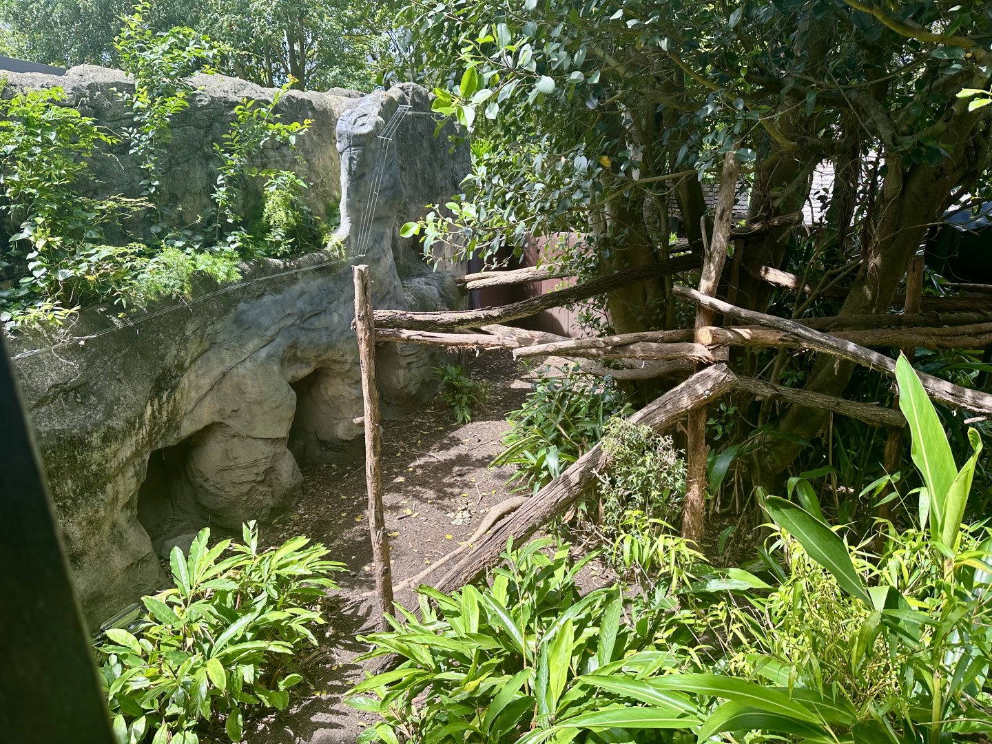 Binturong Exhibit