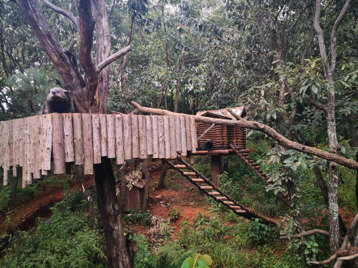 Binturong exhibition