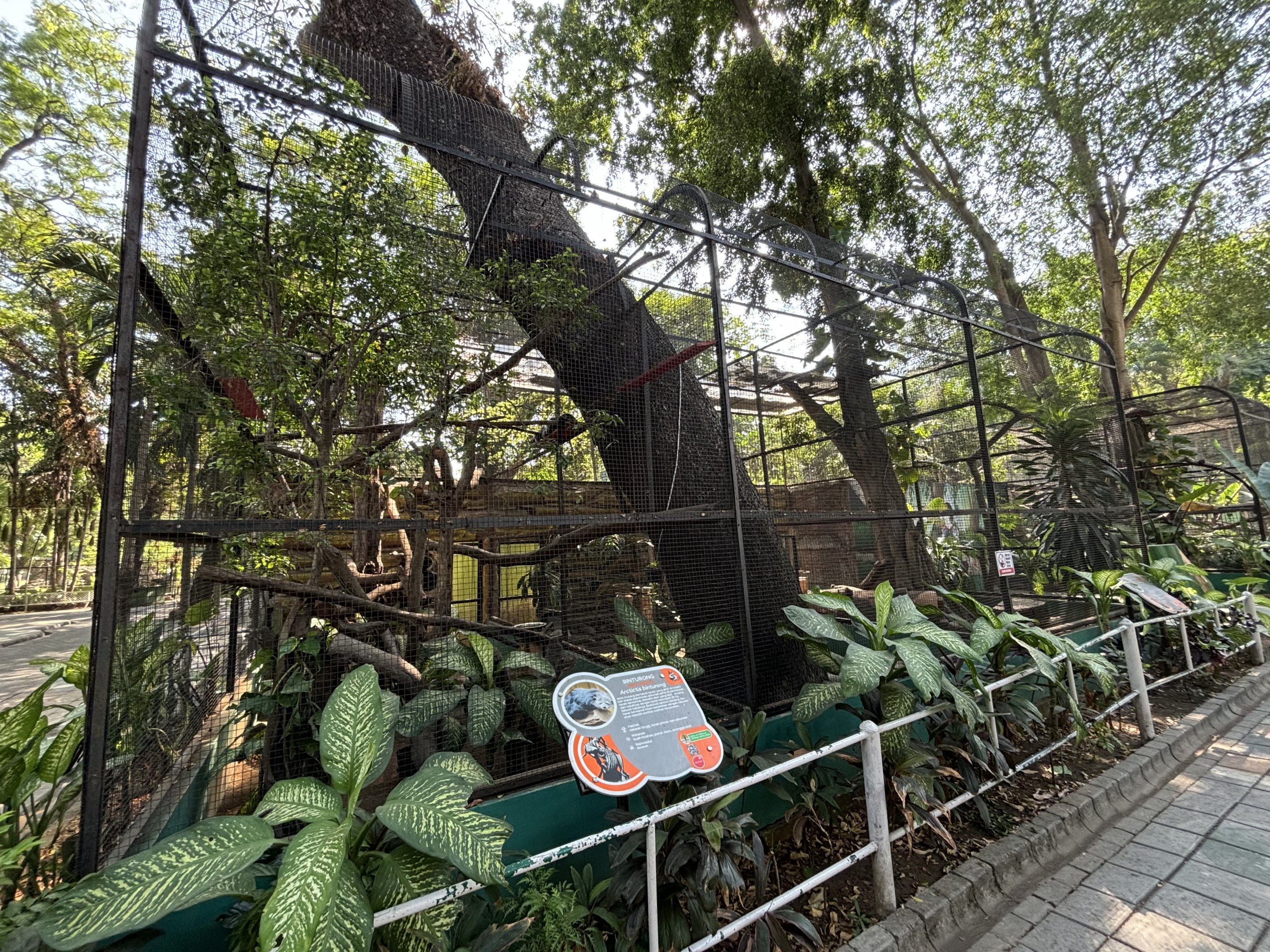 Binturong Exhibits #3 + #4