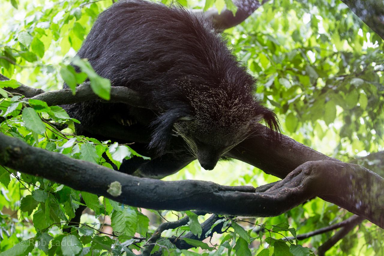 Binturong : Exmoor Zoo : 22 May 2015