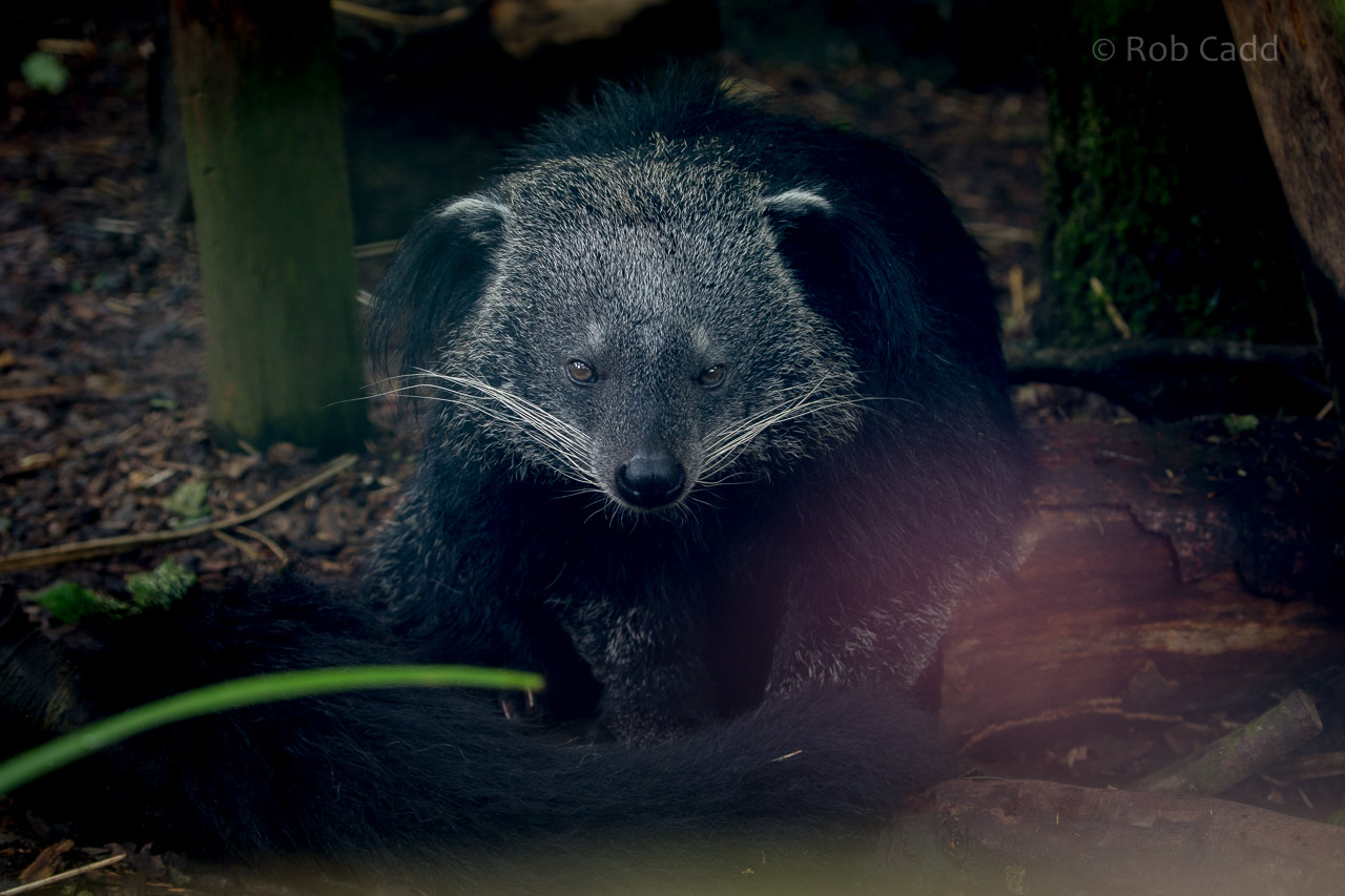 Binturong : Exmoor Zoo : 22 May 2015