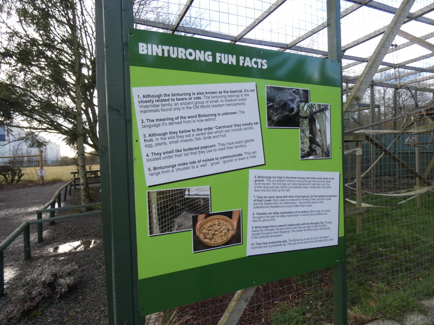 Binturong Fact Signage