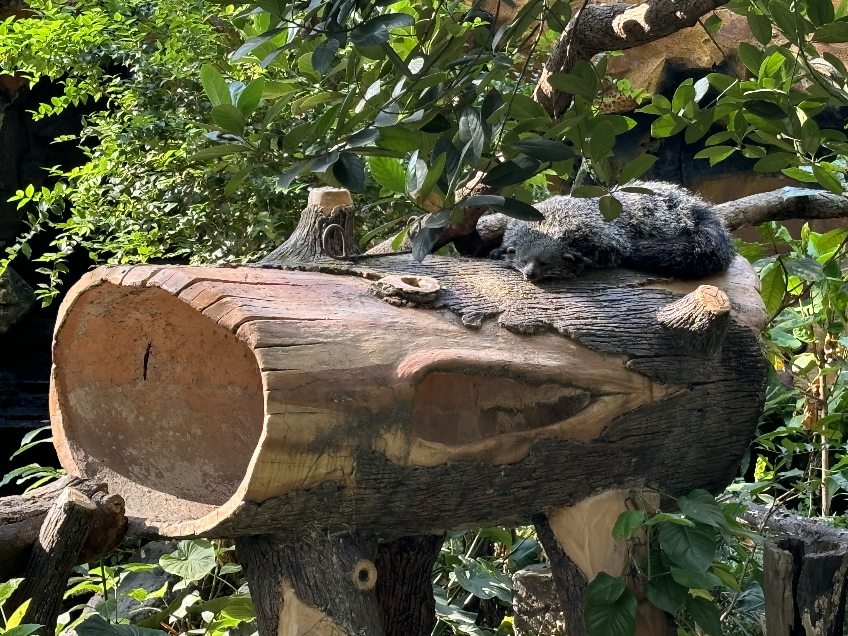 Binturong + Fake Log