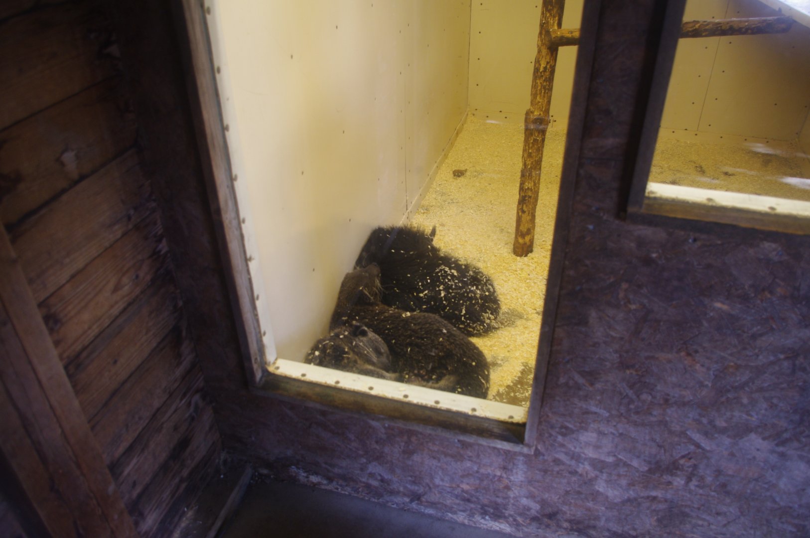 Binturong family (Javan?)- Hamerton Zoo Park 6/3/2022