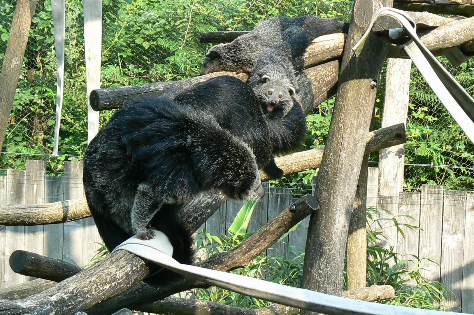 Binturong family
