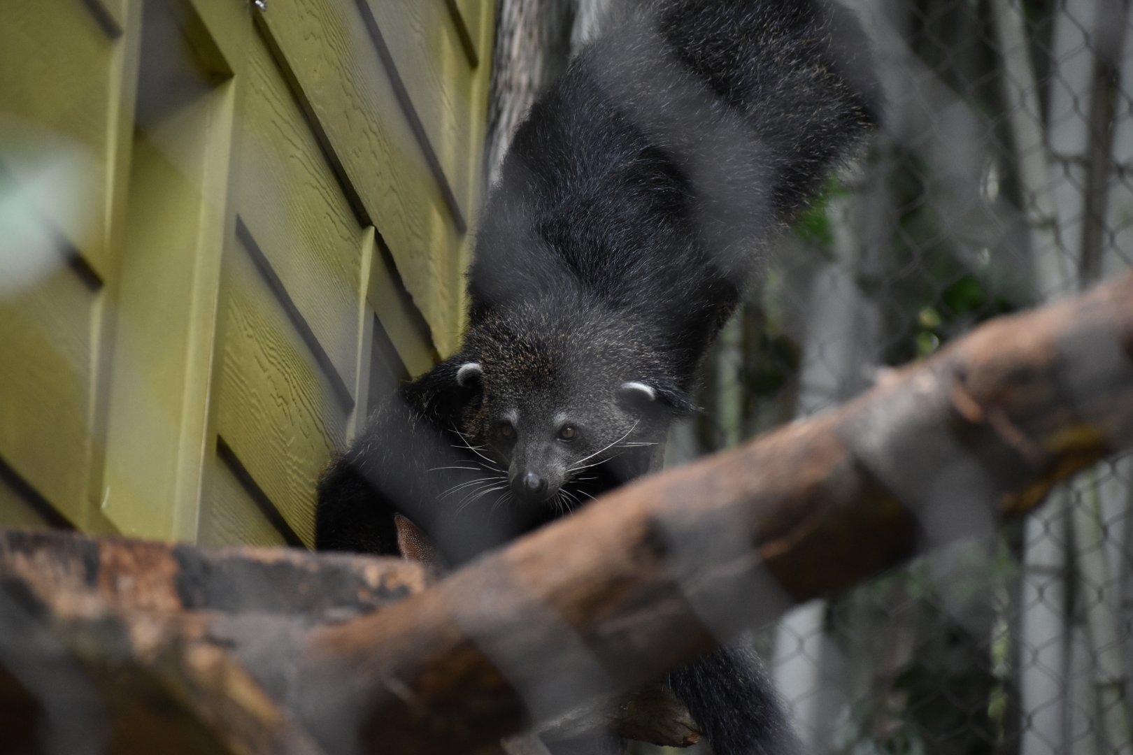 Binturong Feeding Time