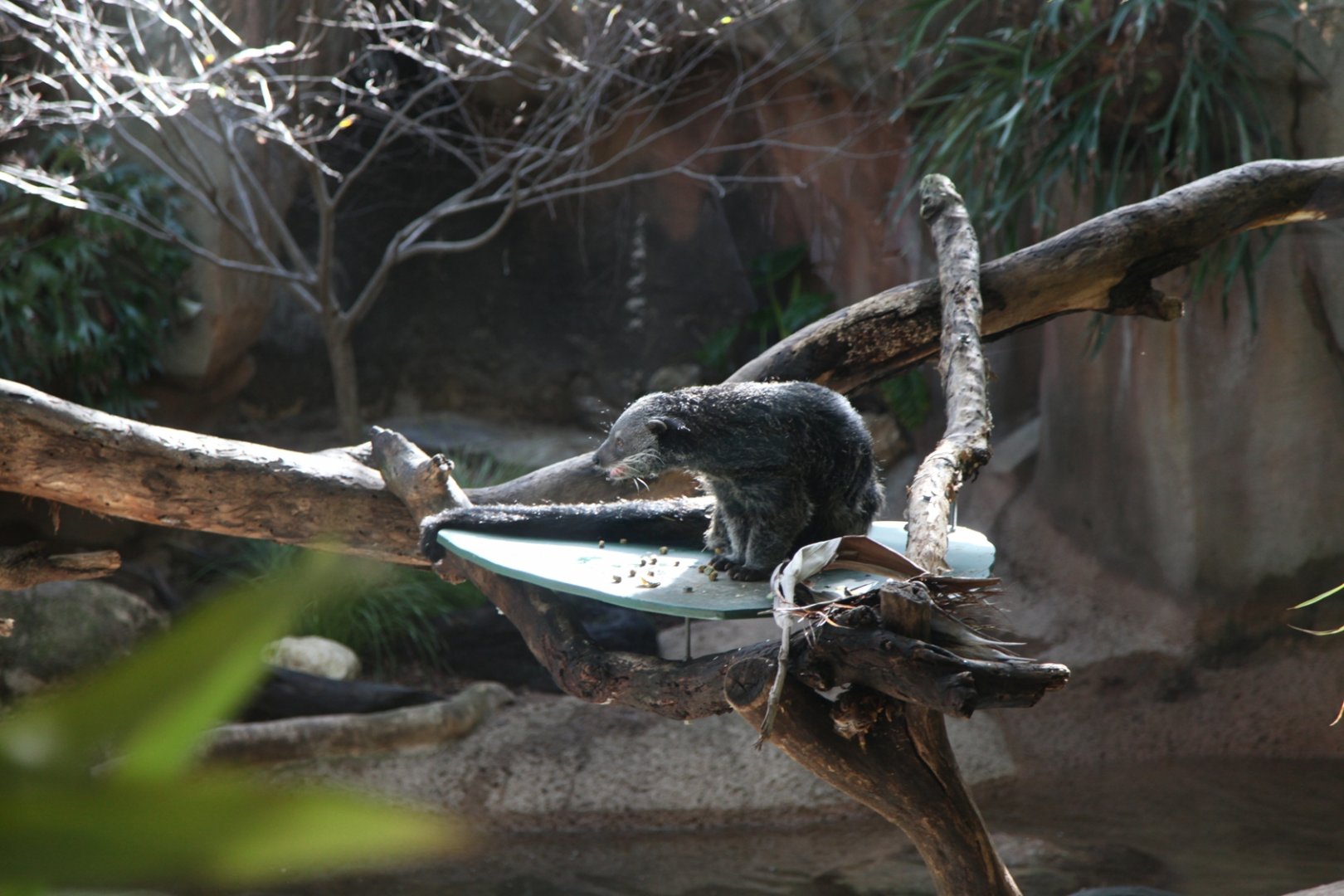 Binturong feeding