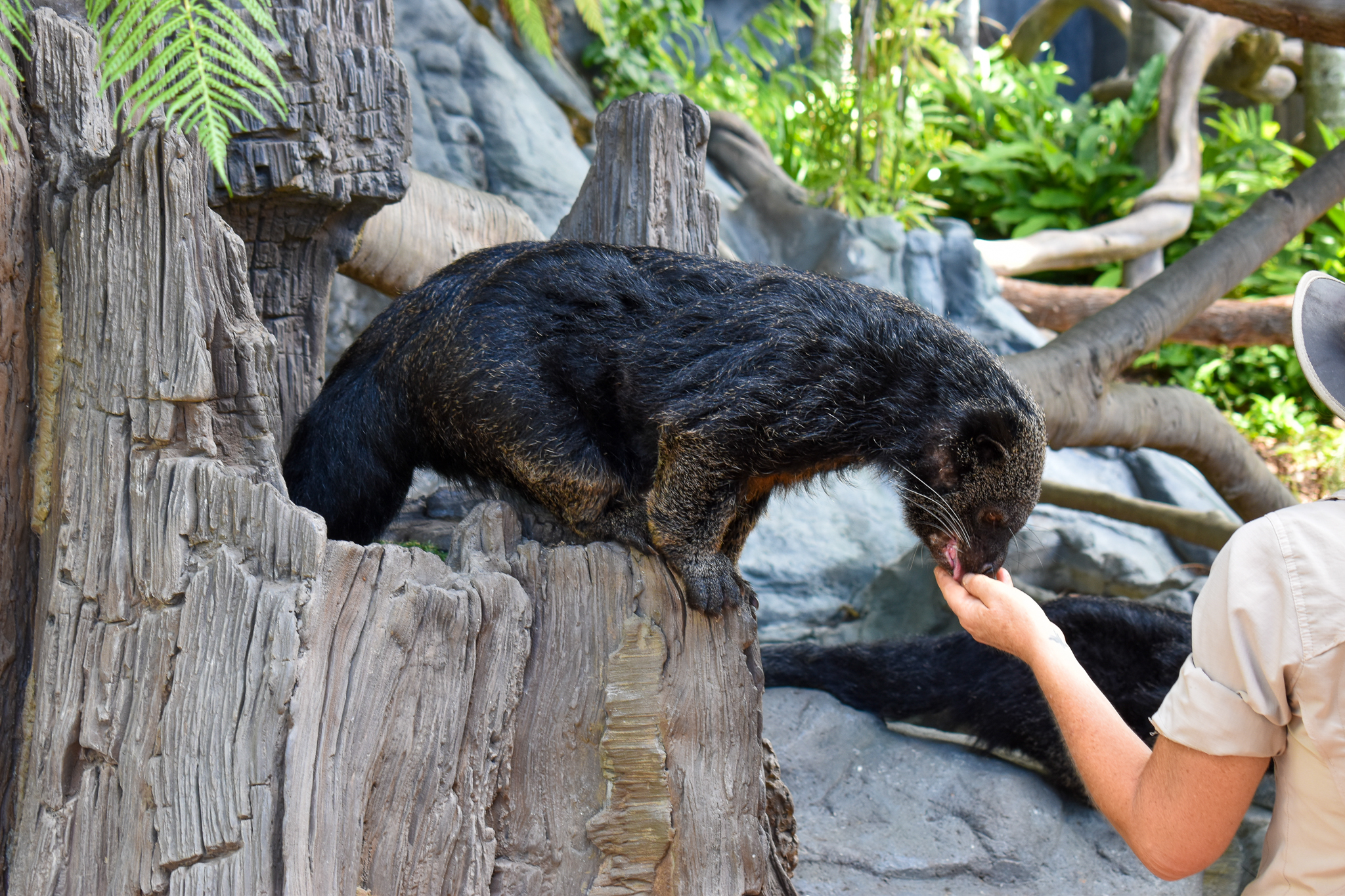 Binturong Feeding