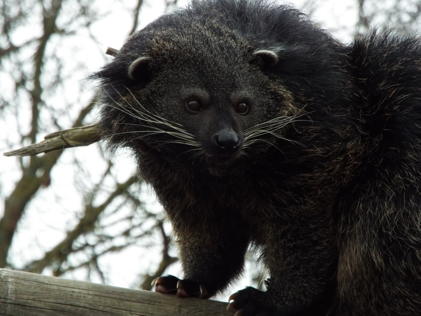Binturong, Fenn Bell