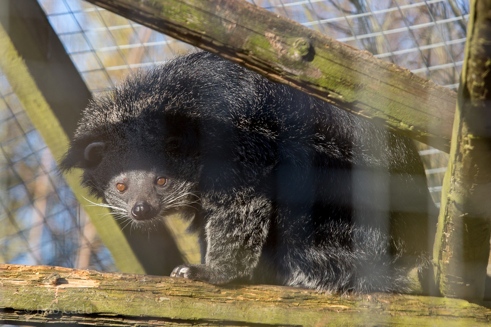 Binturong : Hamerton : 08 Feb 2015