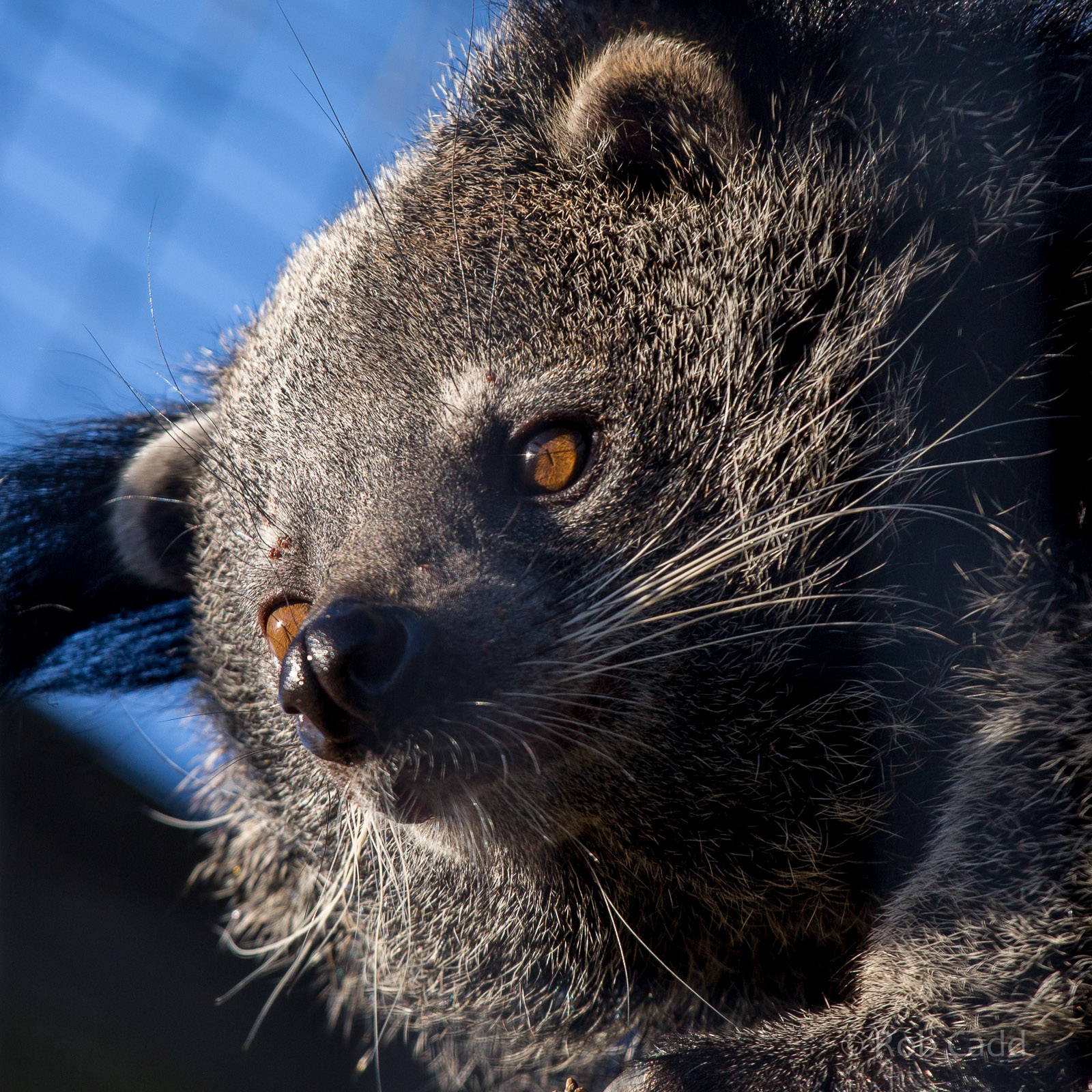 Binturong : Hamerton : 08 Feb 2015