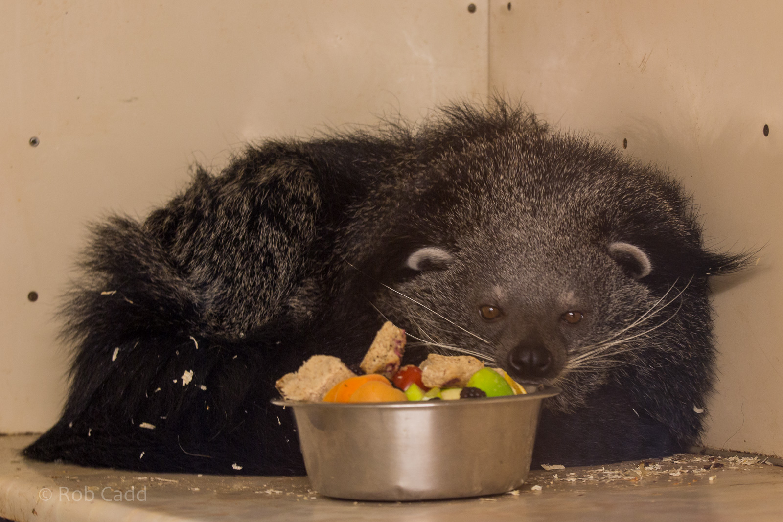 Binturong : Hamerton : 31 Dec 2014