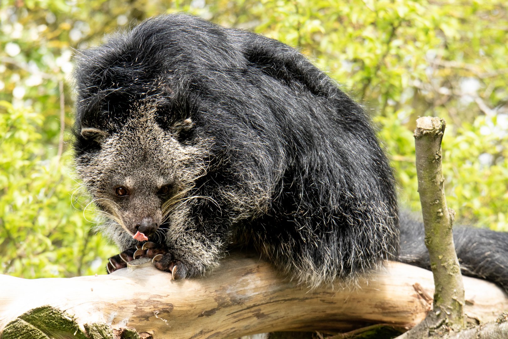 Binturong / Hamerton