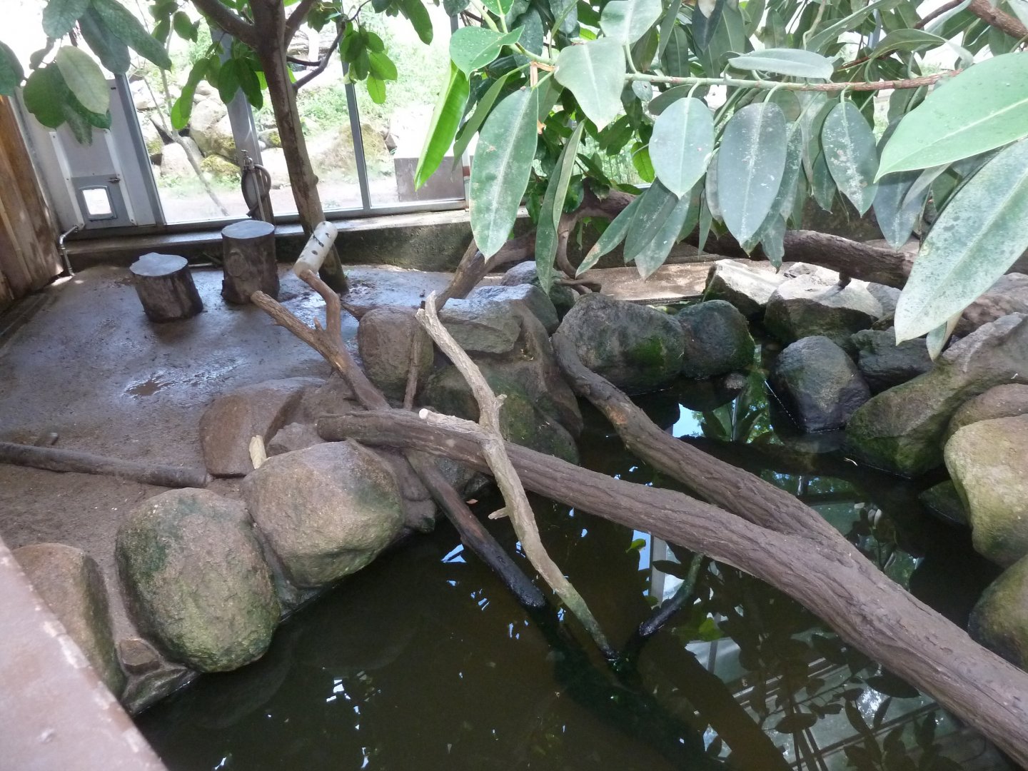 Binturong Haus - Asian-small clawed otter