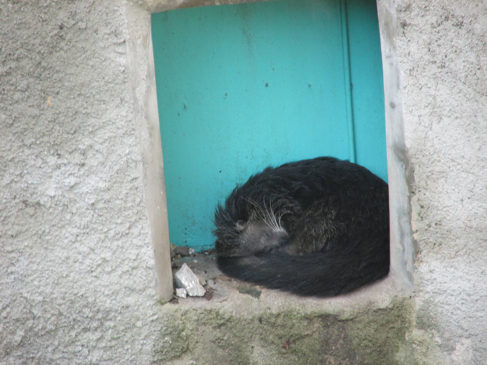 binturong havana zoo