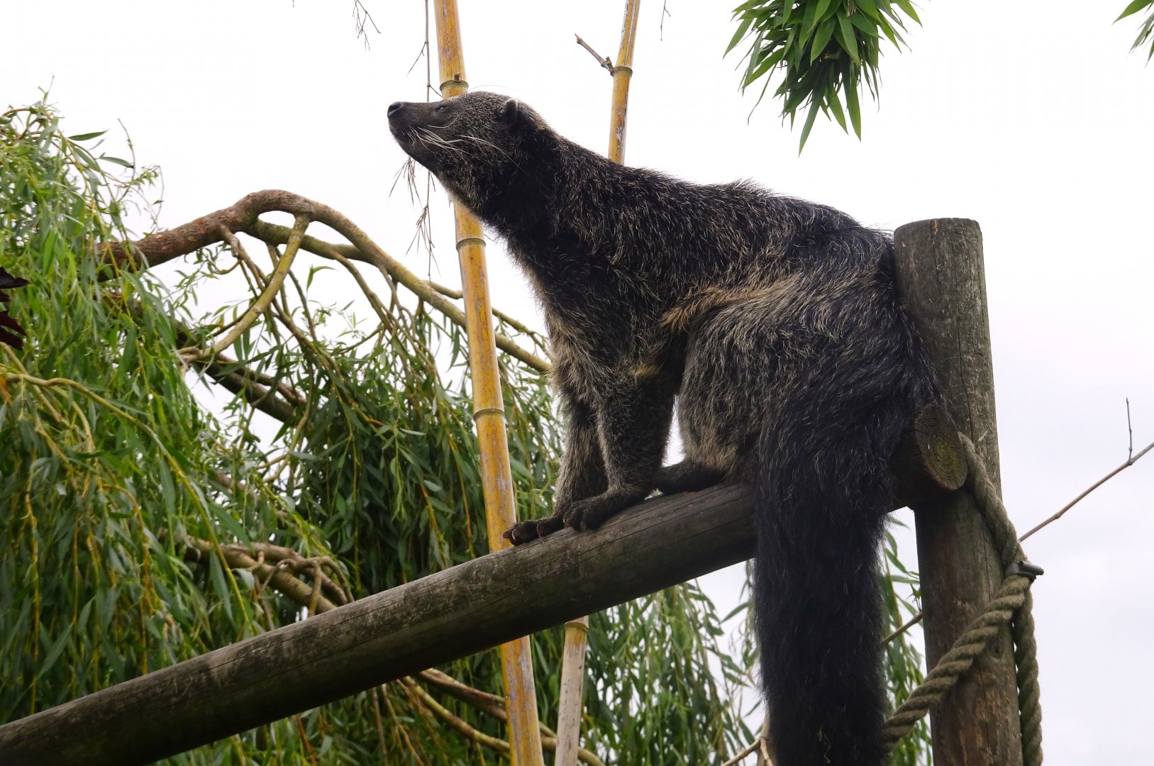 Binturong having a scratch, Wild Discovery, 2 August 2025