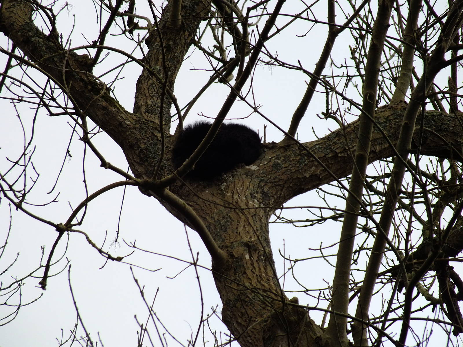 Binturong high in a tree