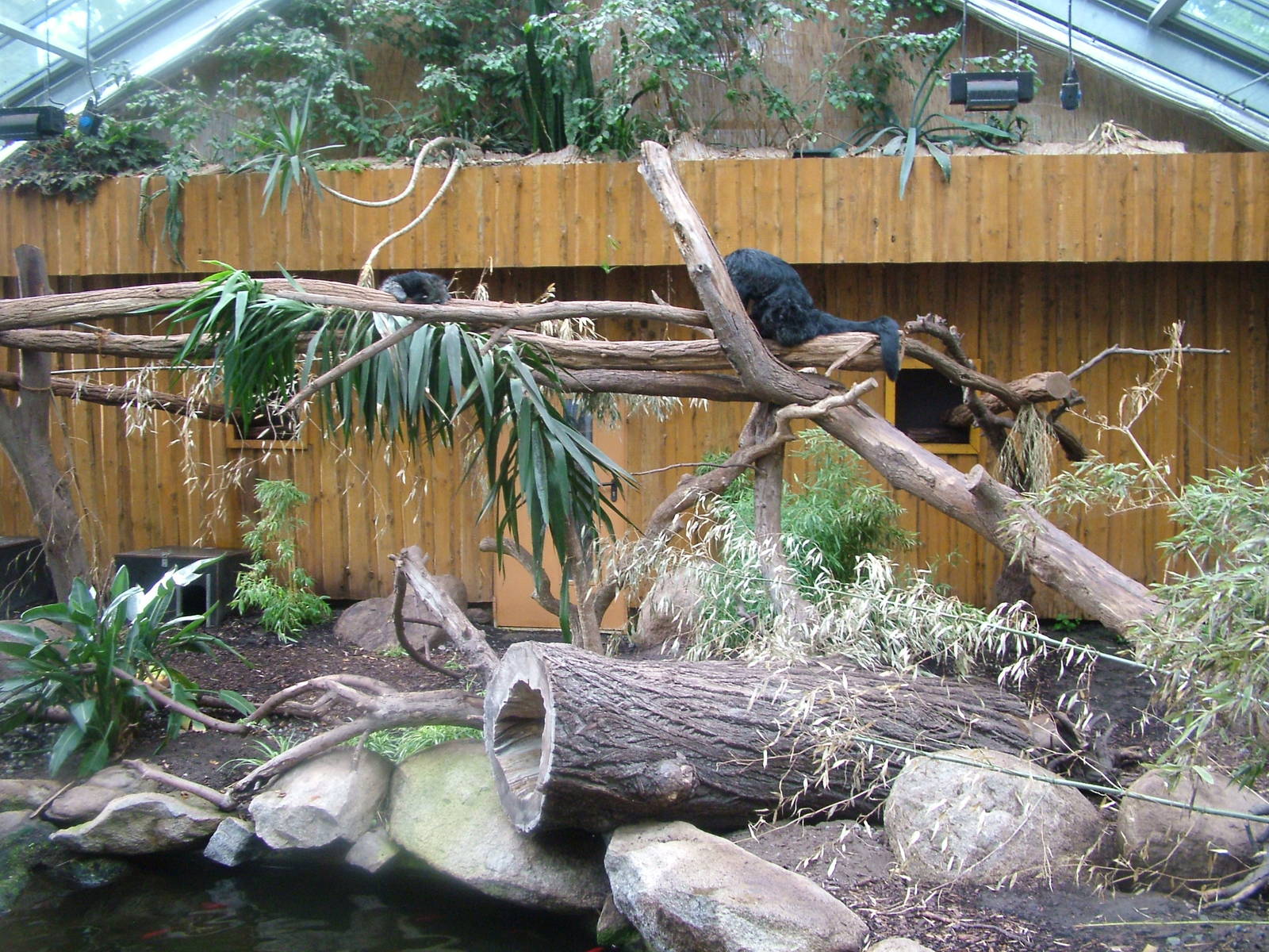 Binturong House at Darmstadt, 30/08/10