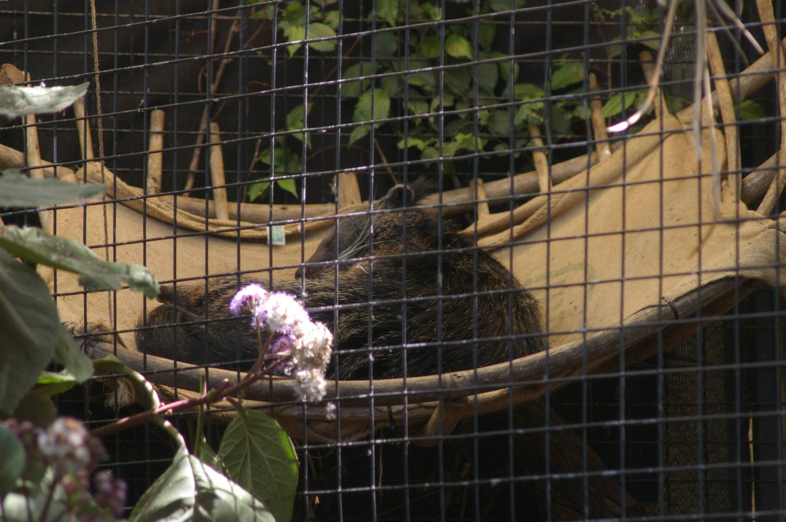 binturong in a hammock!! -- Melbourne Zoo