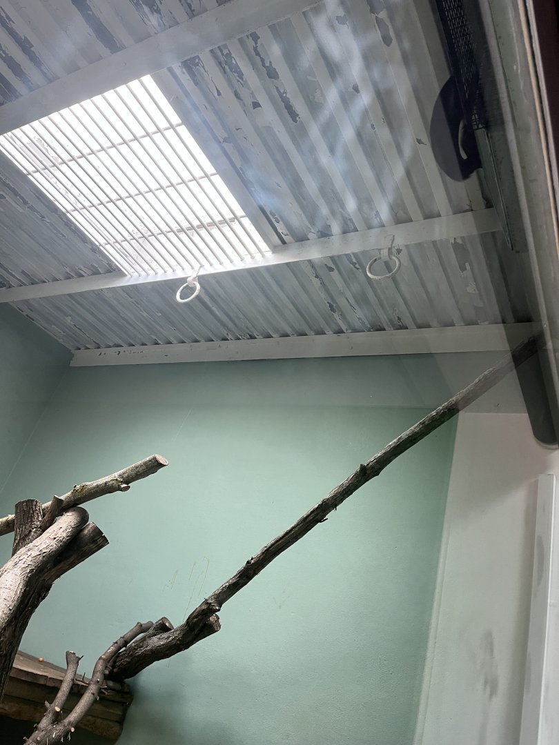 Binturong in a weird place 22.6.25