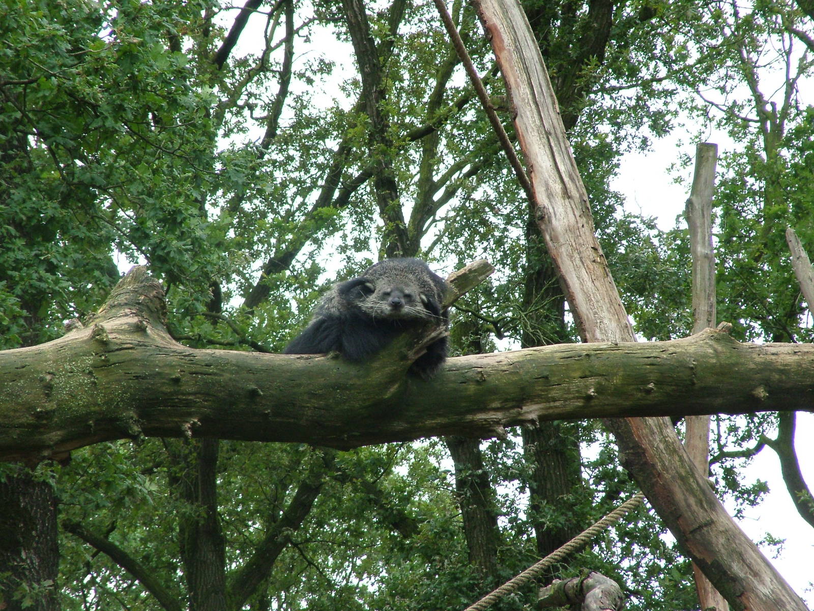 Binturong in Burgers Rimba at Burgers Zoo Arnhem, 29/08/10