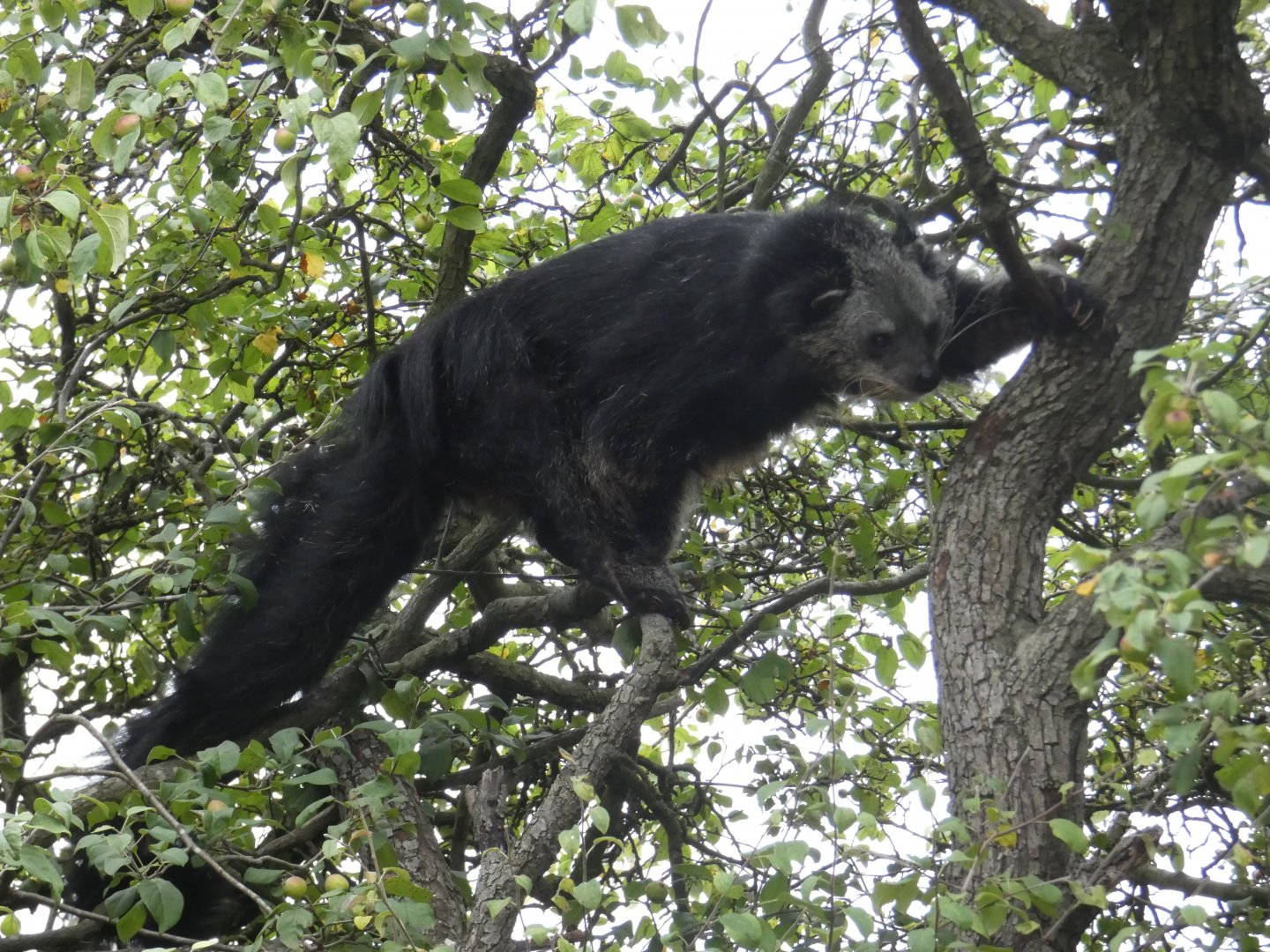 Binturong in tree