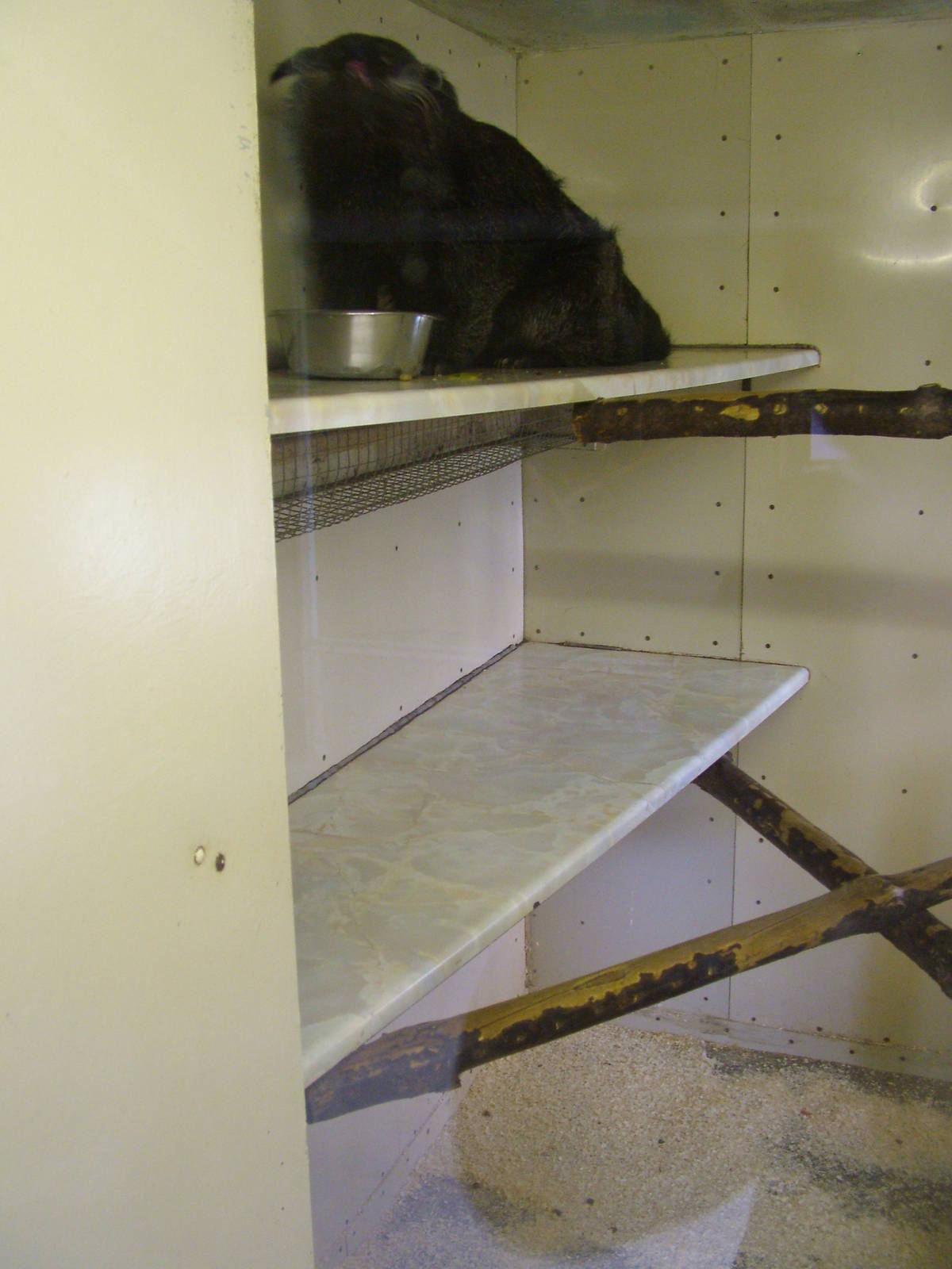 Binturong indoor area at Hamerton 05/04/10