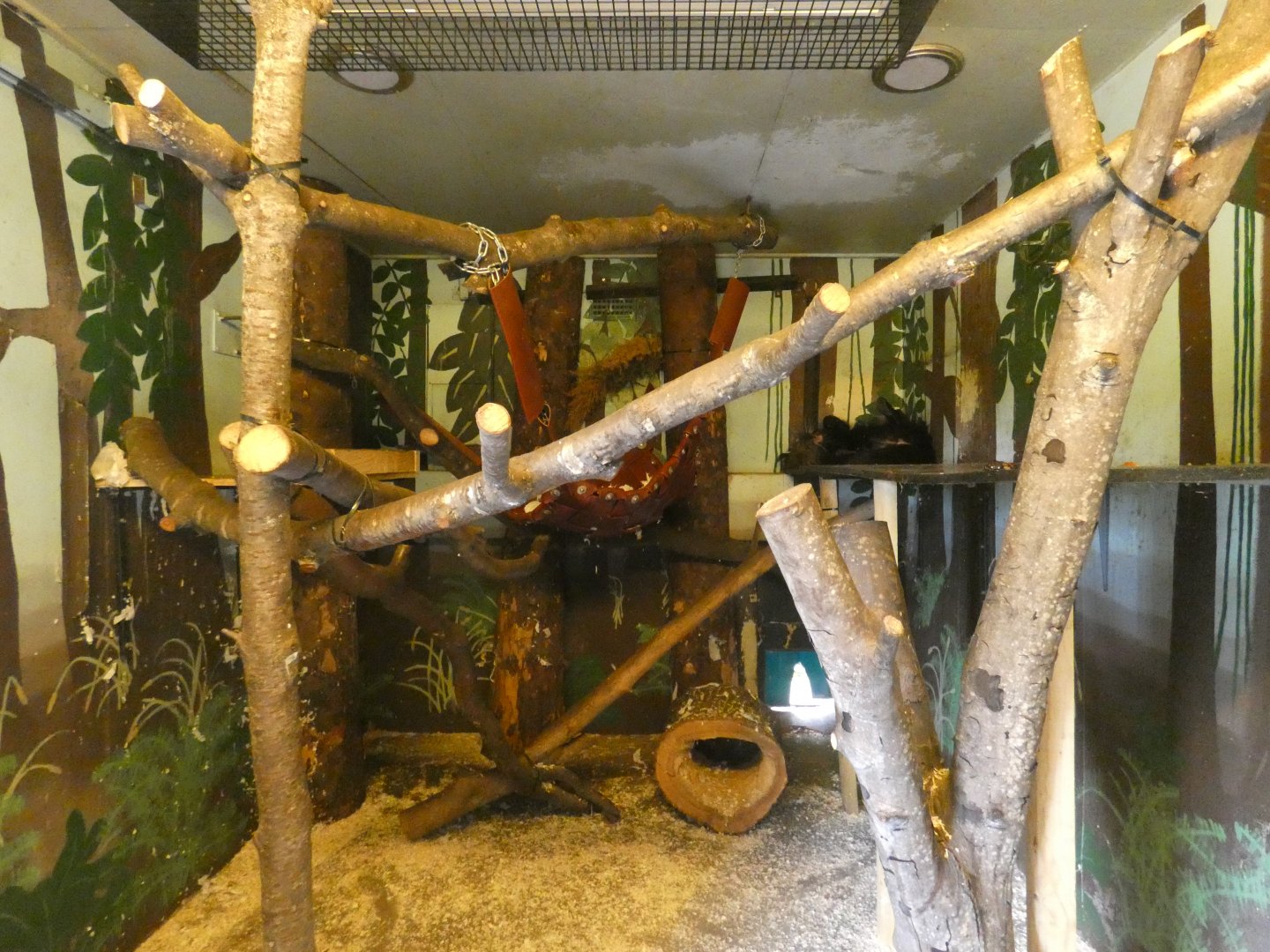 Binturong indoor enclosure