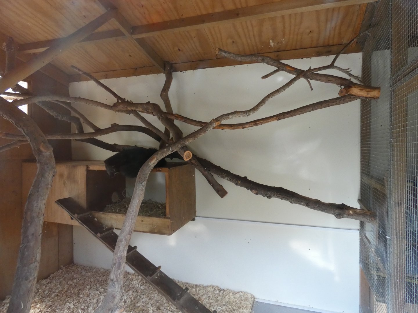 Binturong indoor enclosure